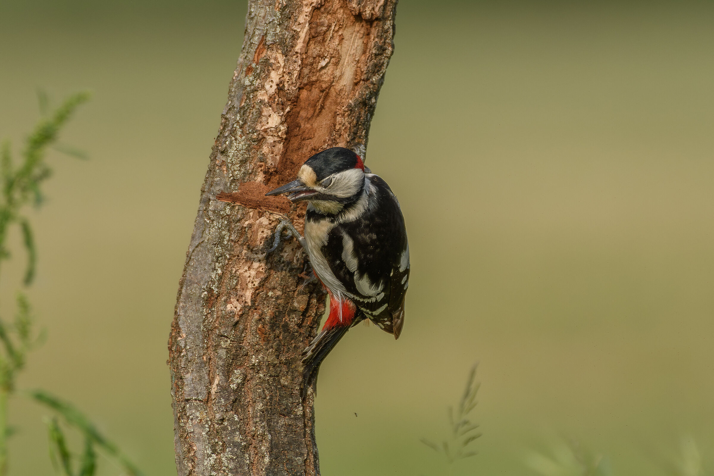 Spotted woodpecker