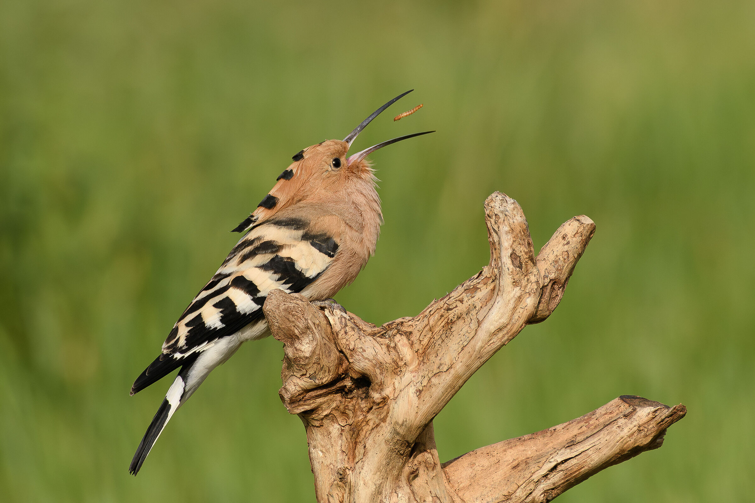 Hoopoe