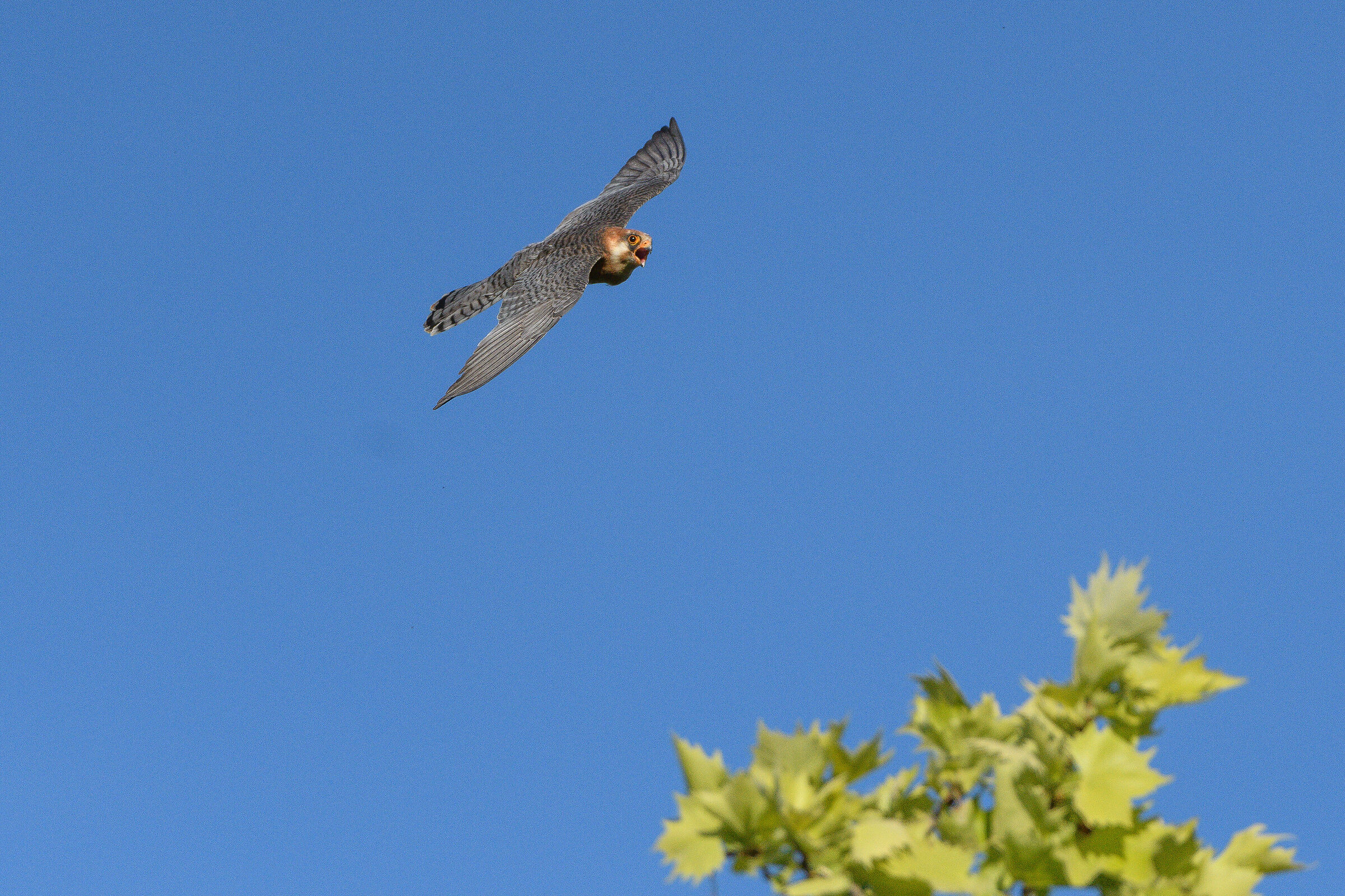 Cuckoo Falcon
