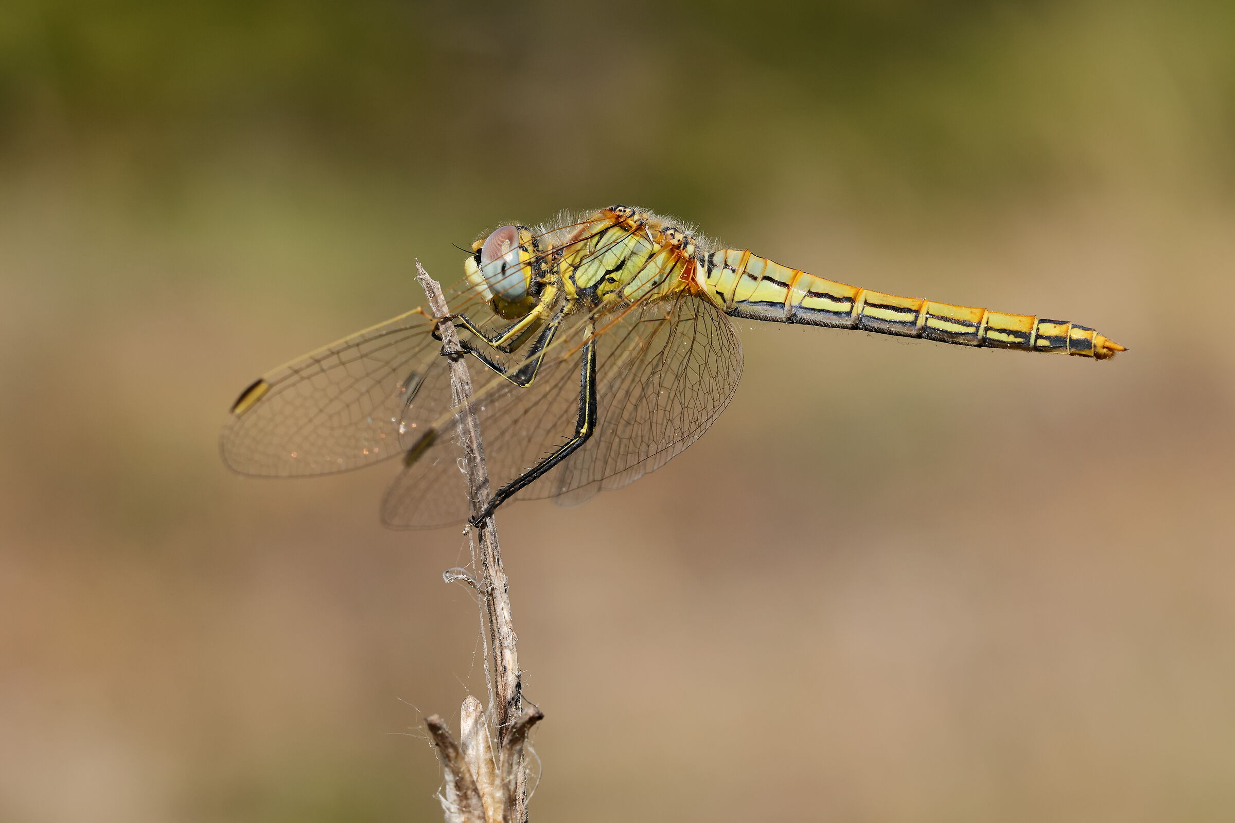 Libellula