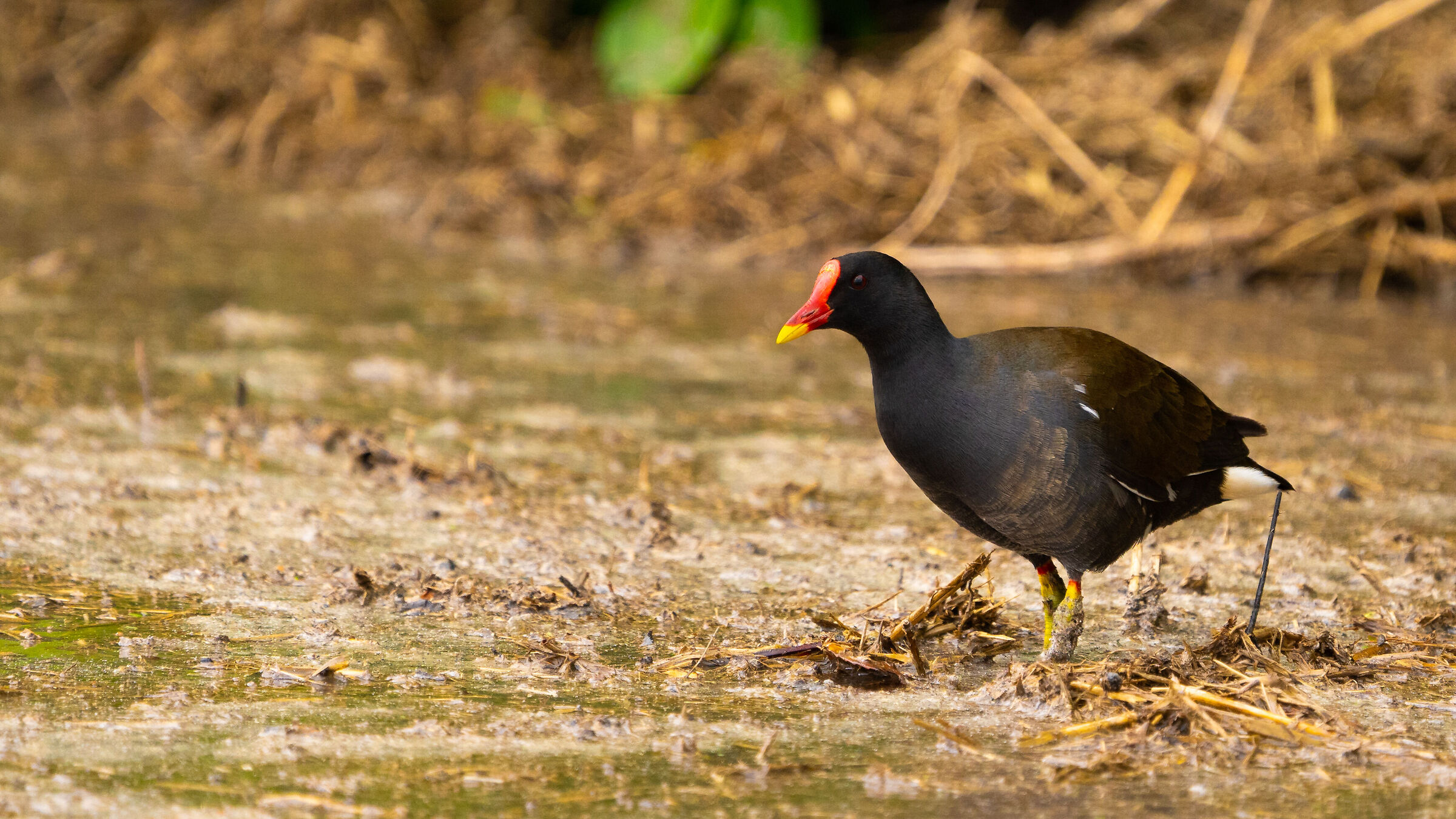 Gallinella