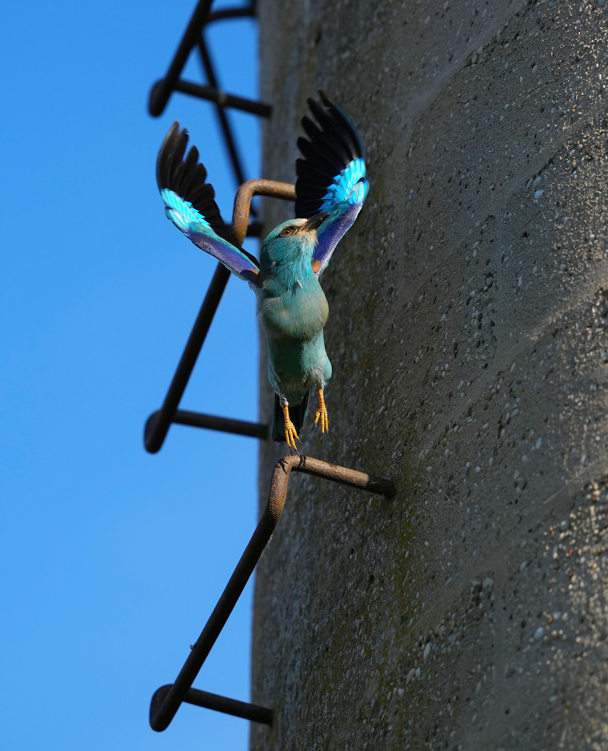 Jump... European jay