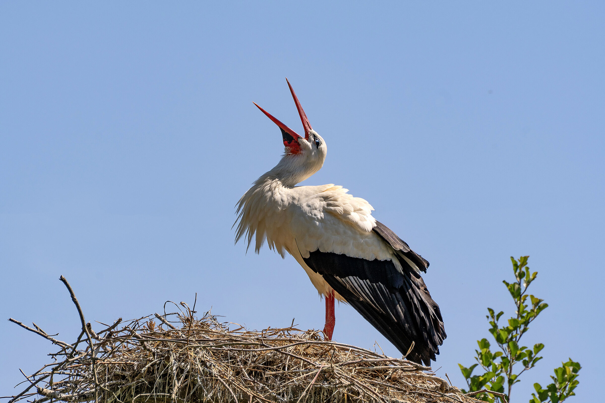 The call of the stork
