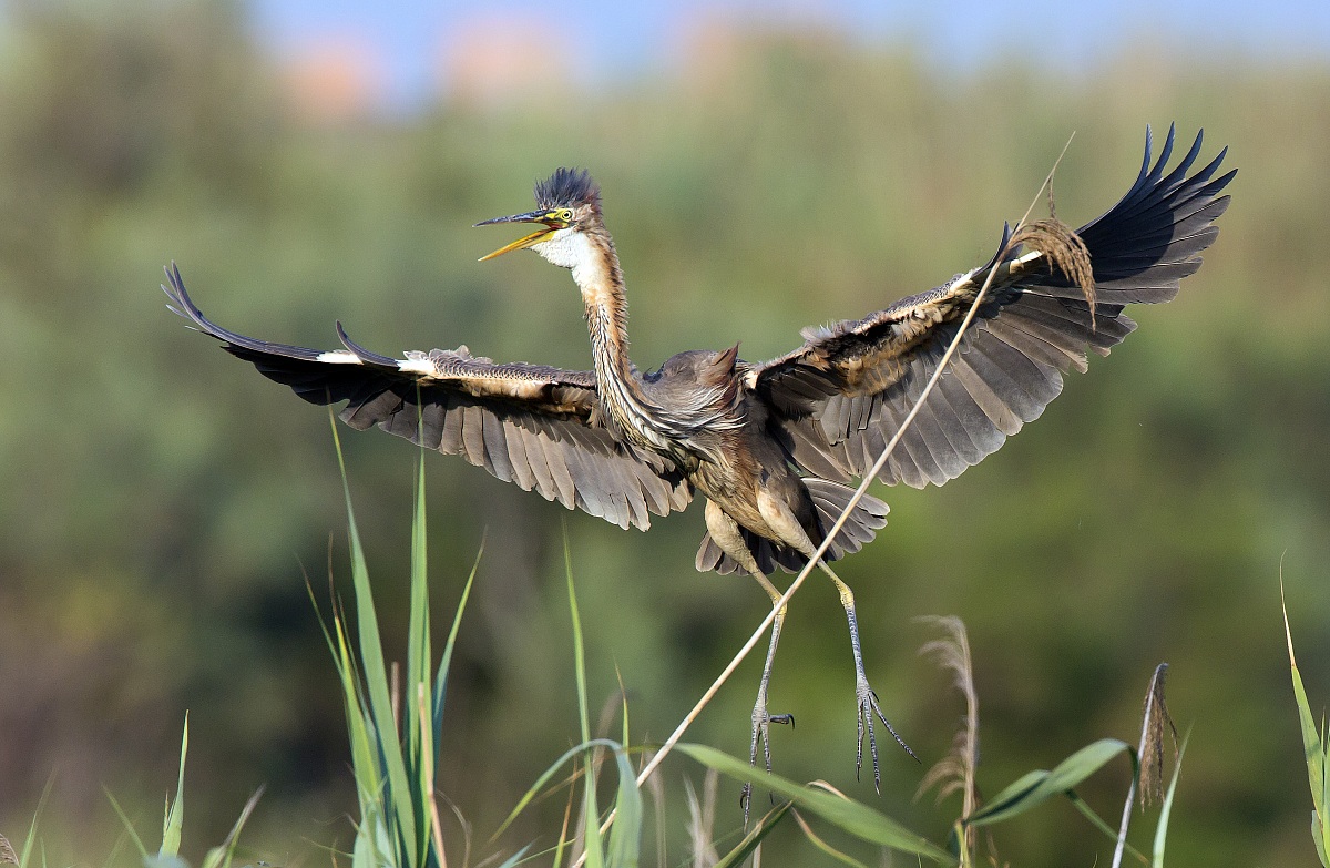 wings of iron, copper body