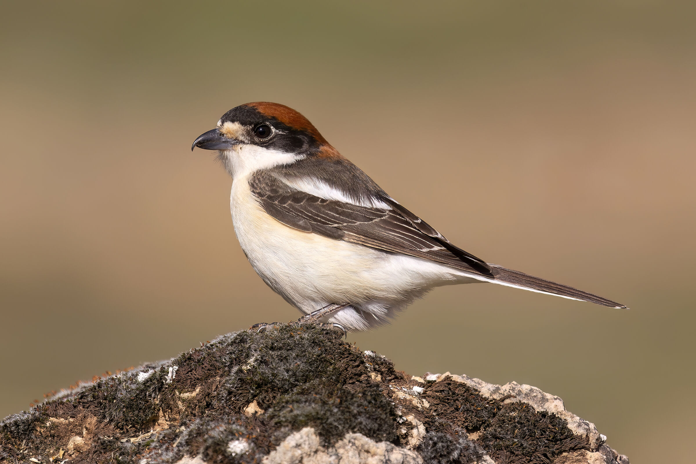 Red-backed shrike