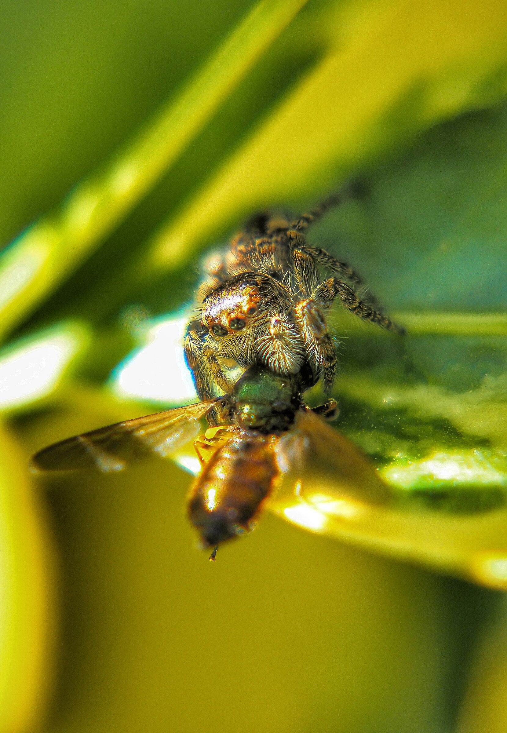 Salticidae