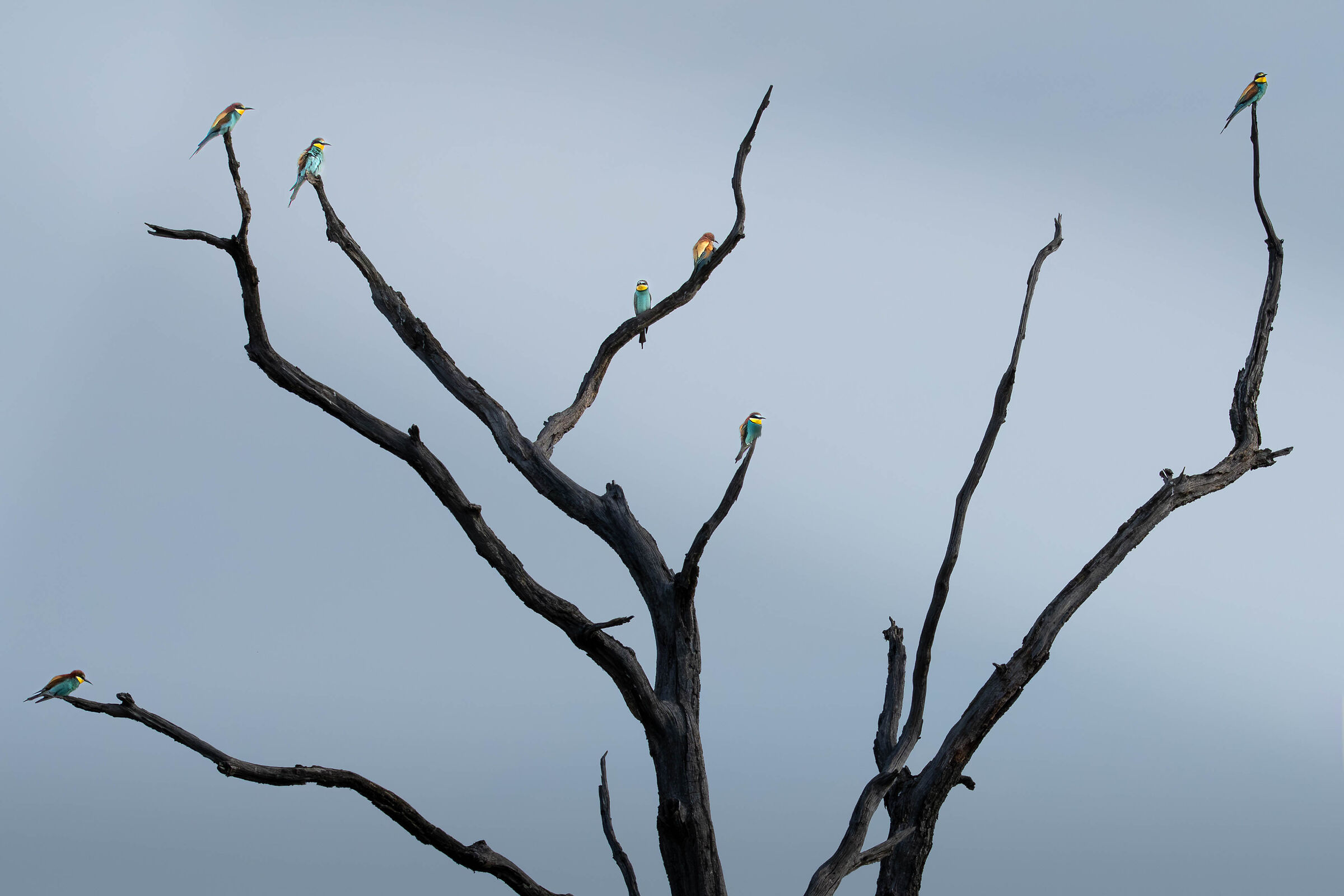 The Tree of Bee-eaters