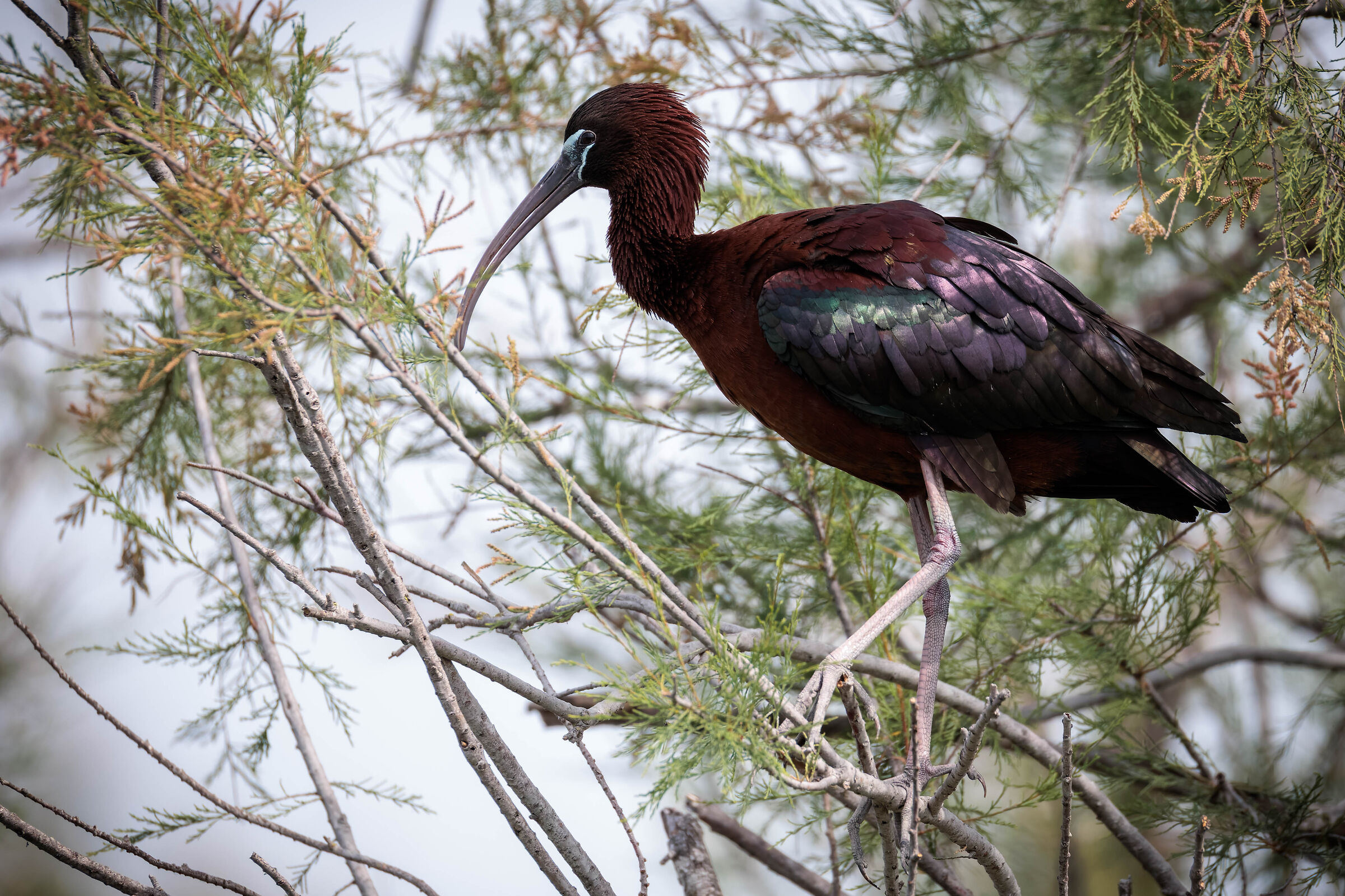 ibis