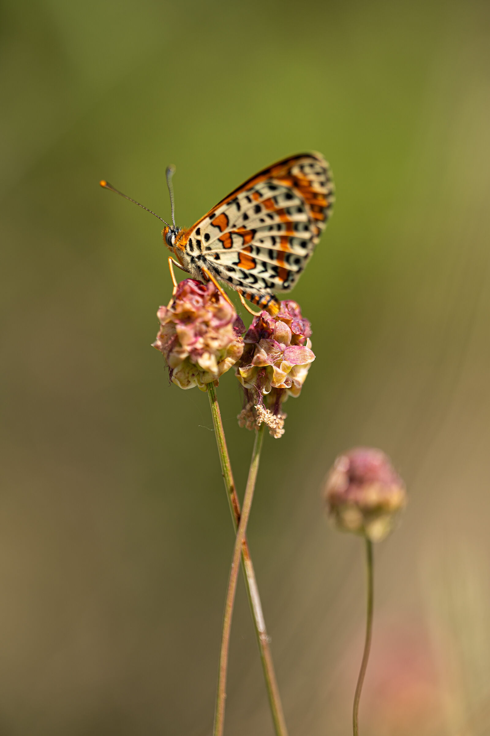Melitaea didyma