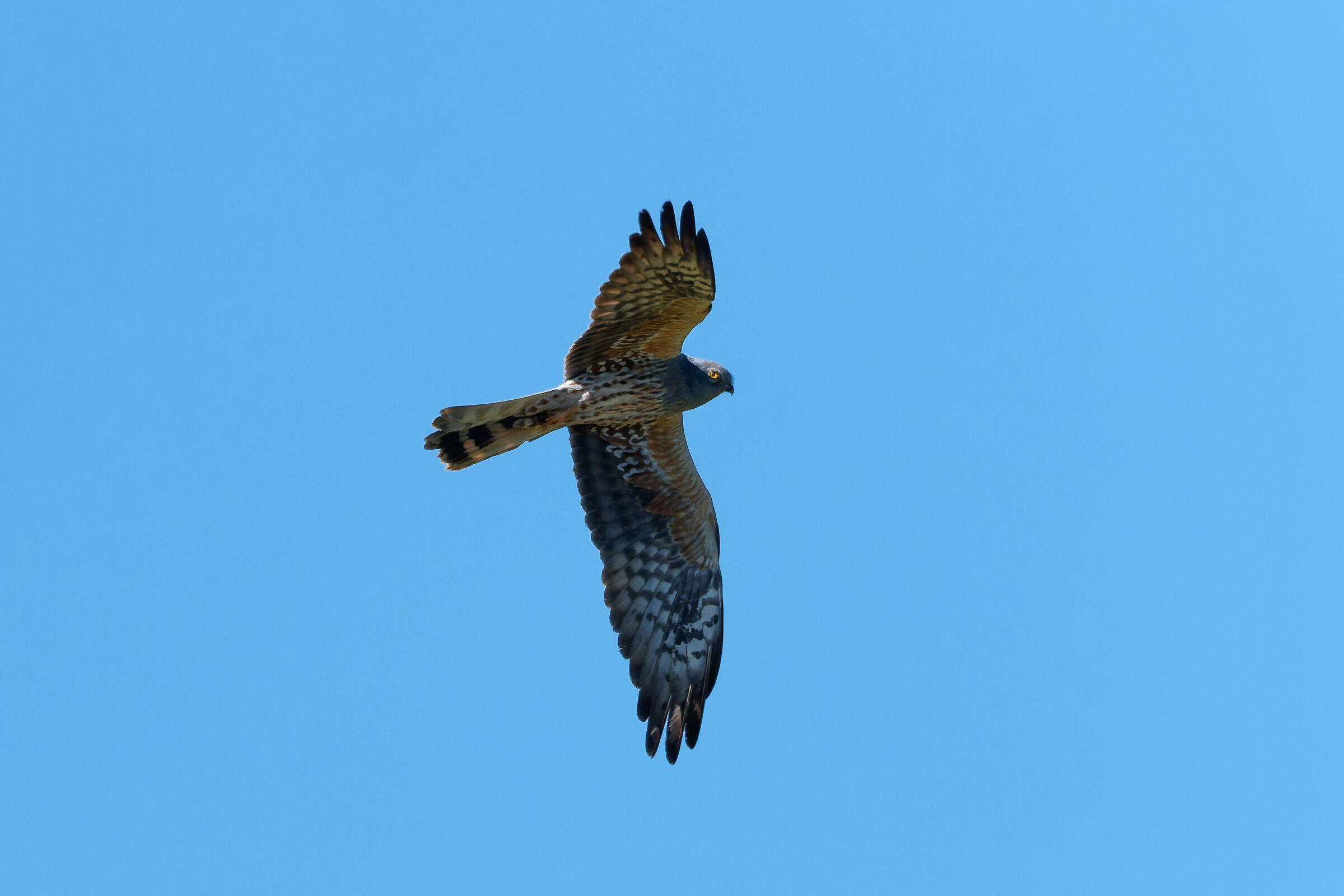 Montagu's Harrier
