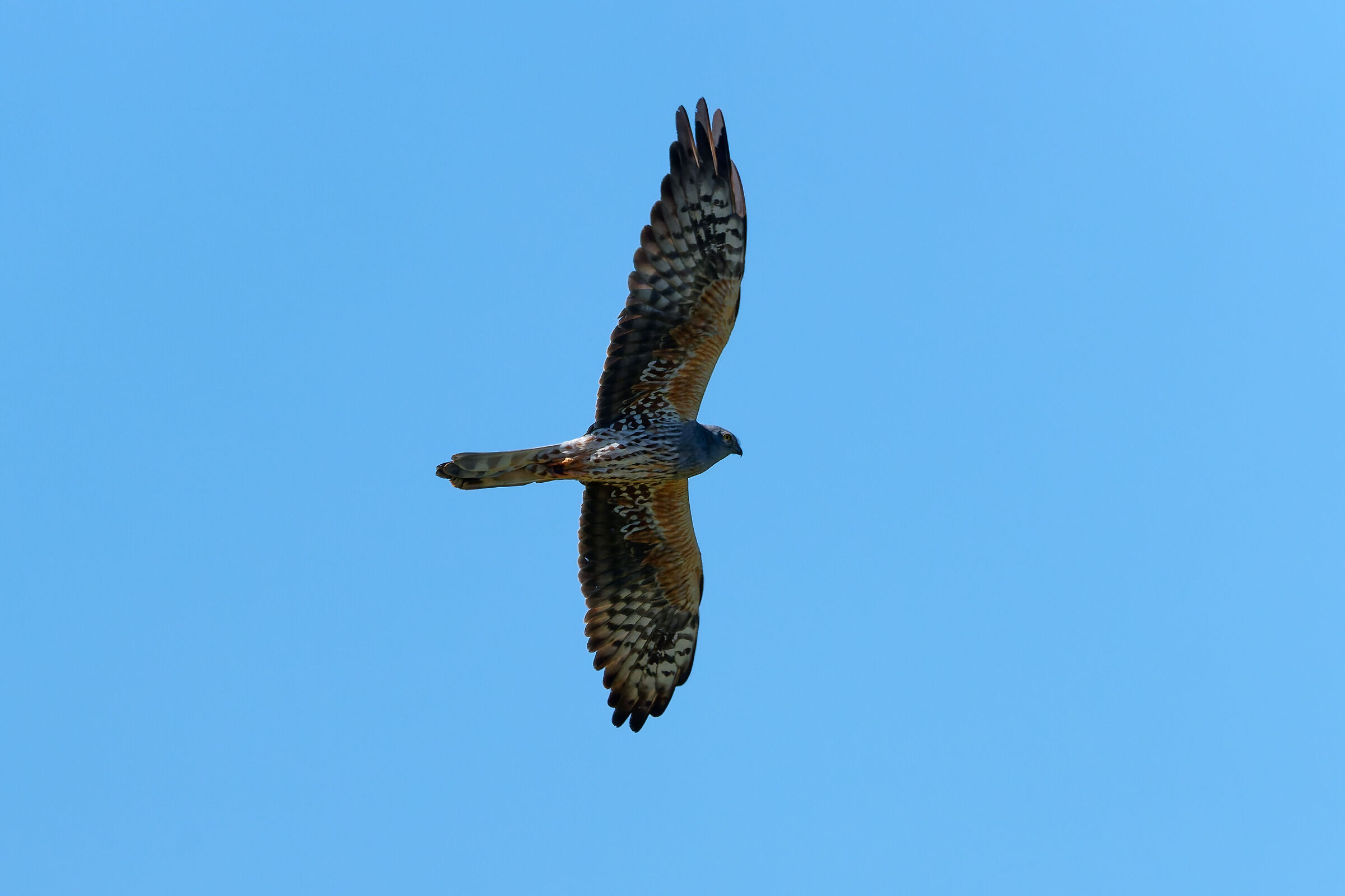 Montagu's Harrier