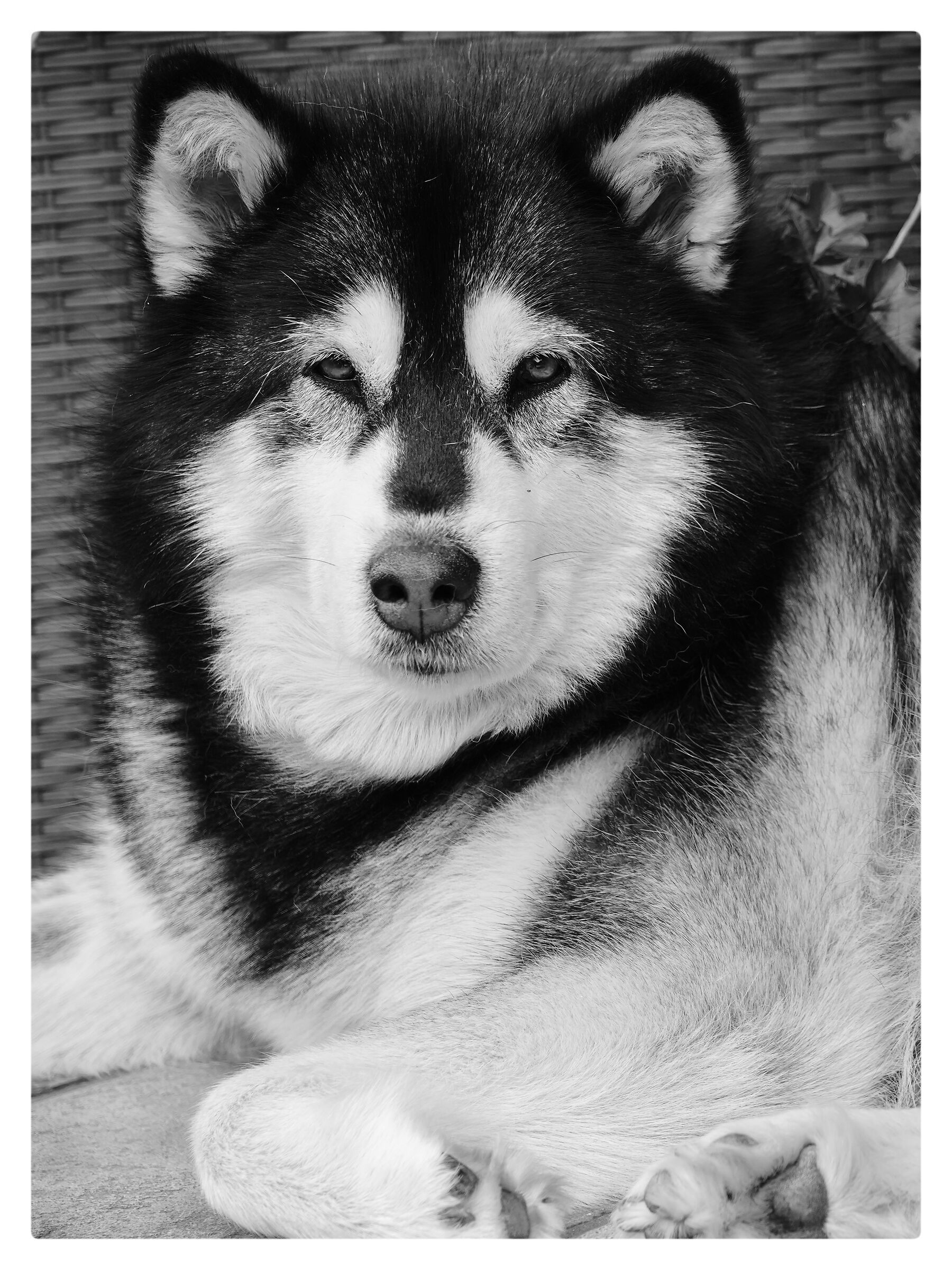 Nina - Alaskan Malamute