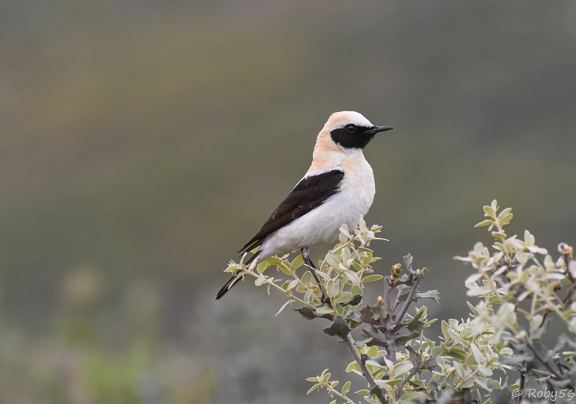 Monachella occidentale  (melanoleuca )