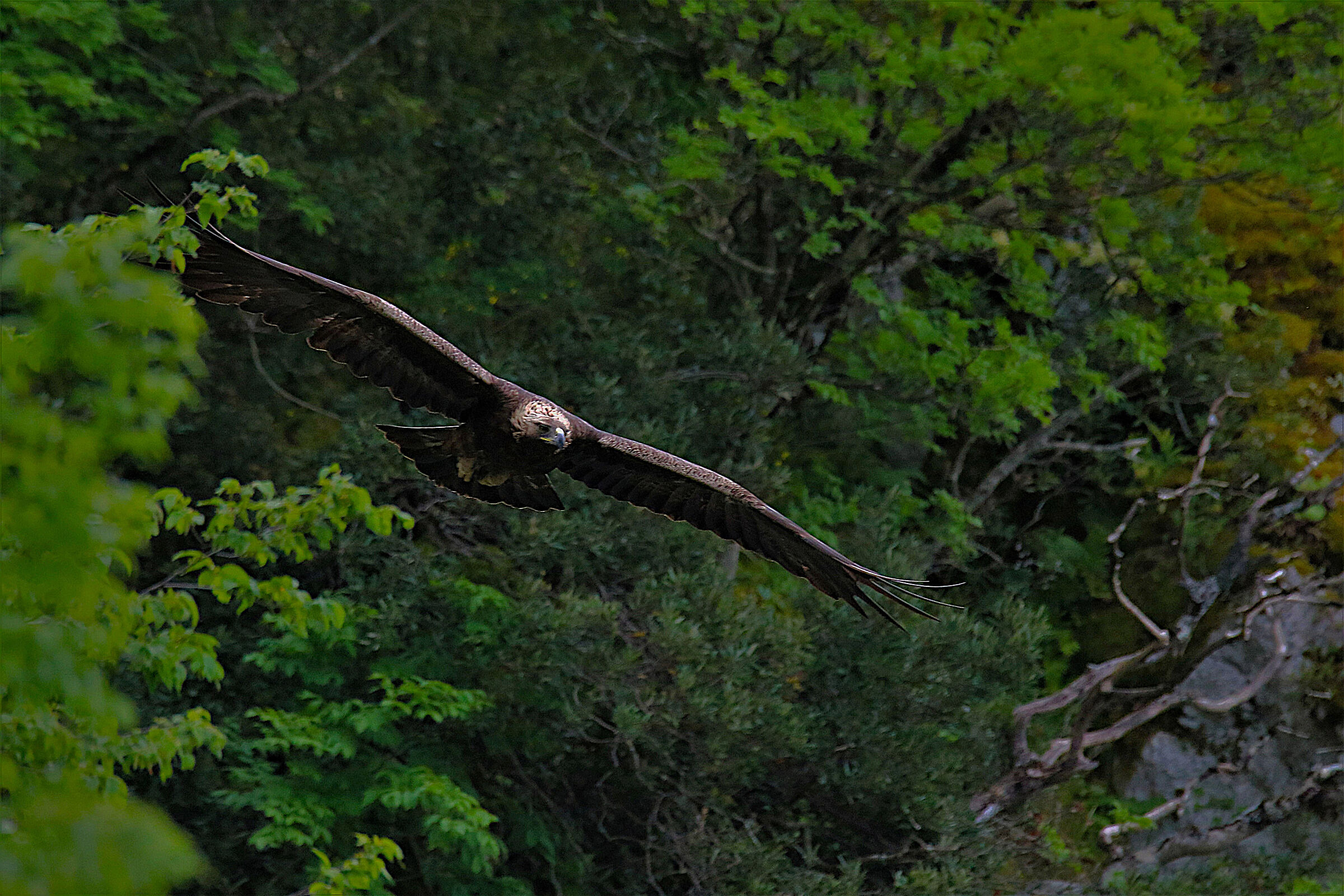 Golden Eagle in the Melfa Gorges