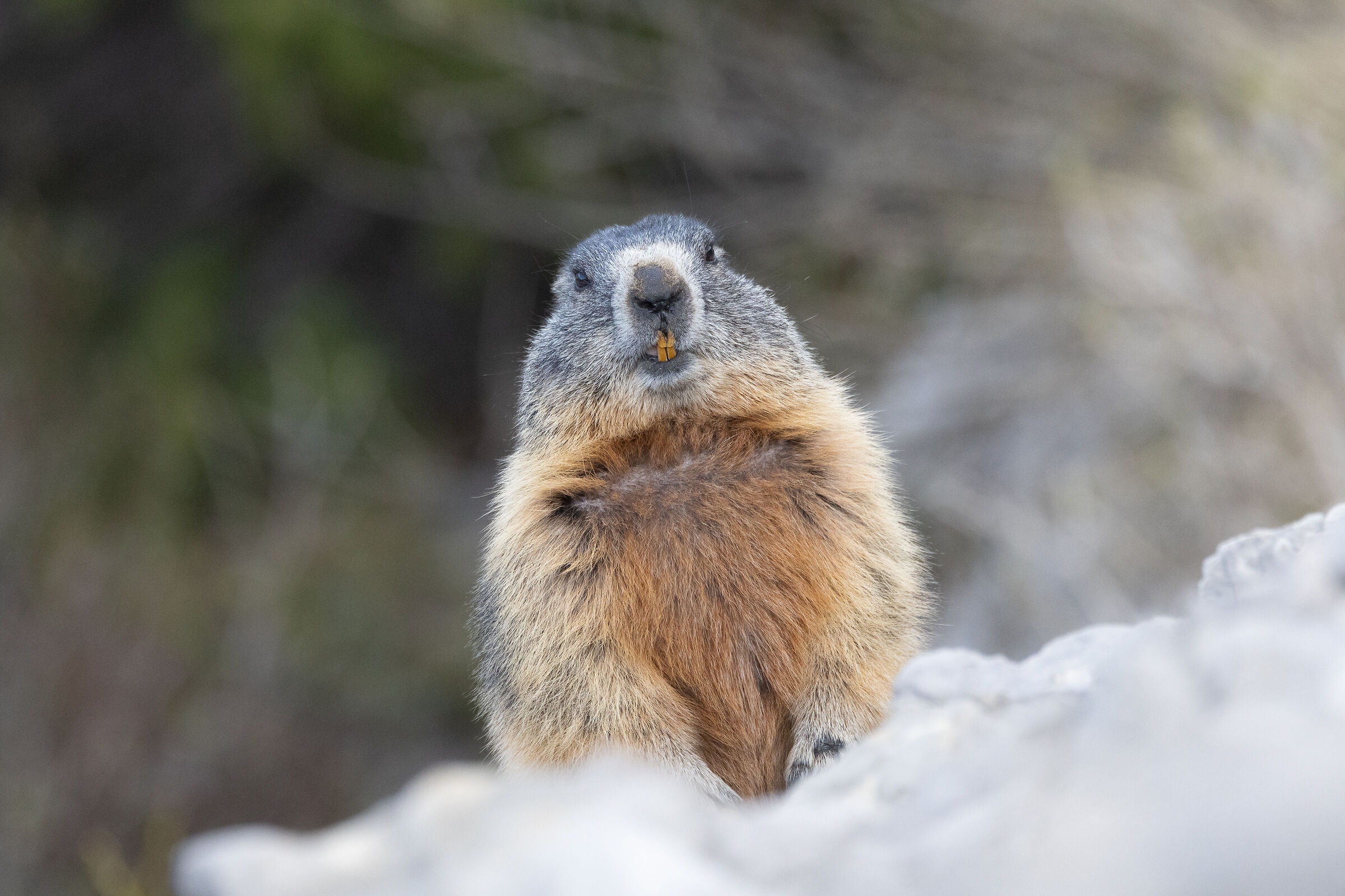 Groundhog