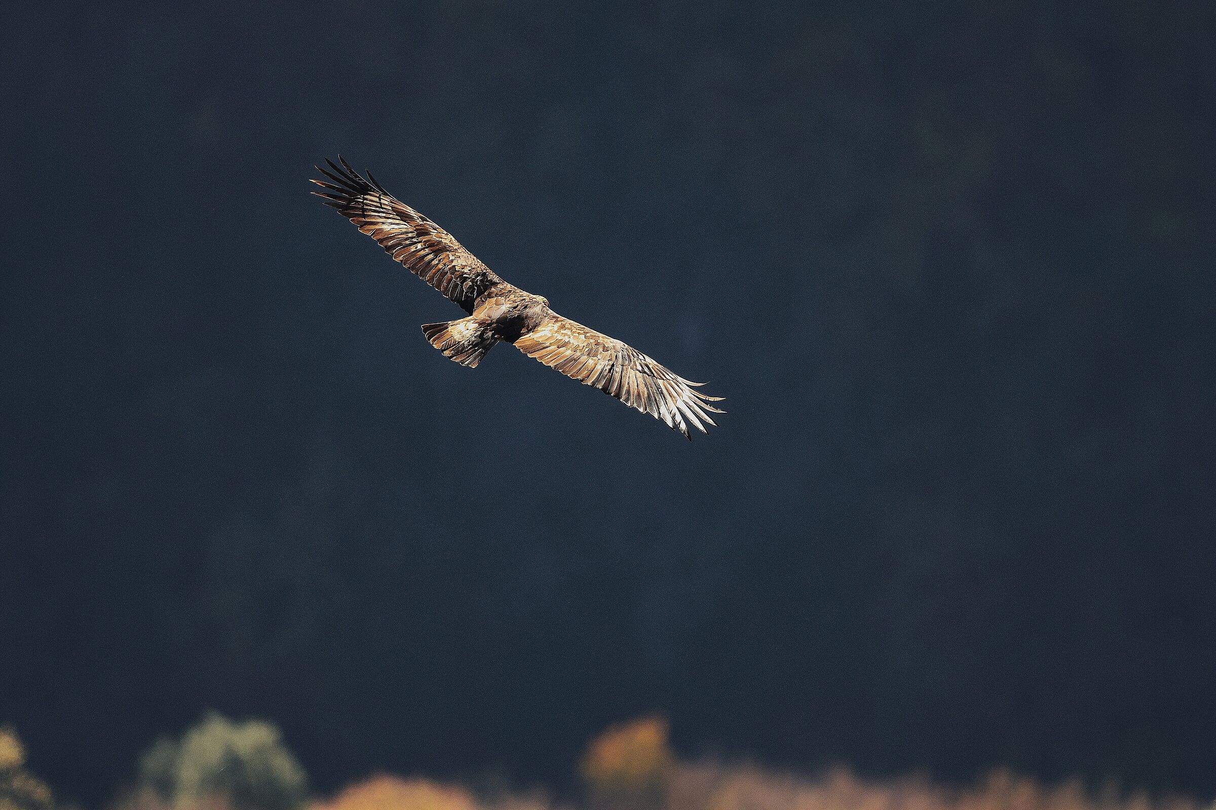 Golden Eagle in the Melfa Gorges