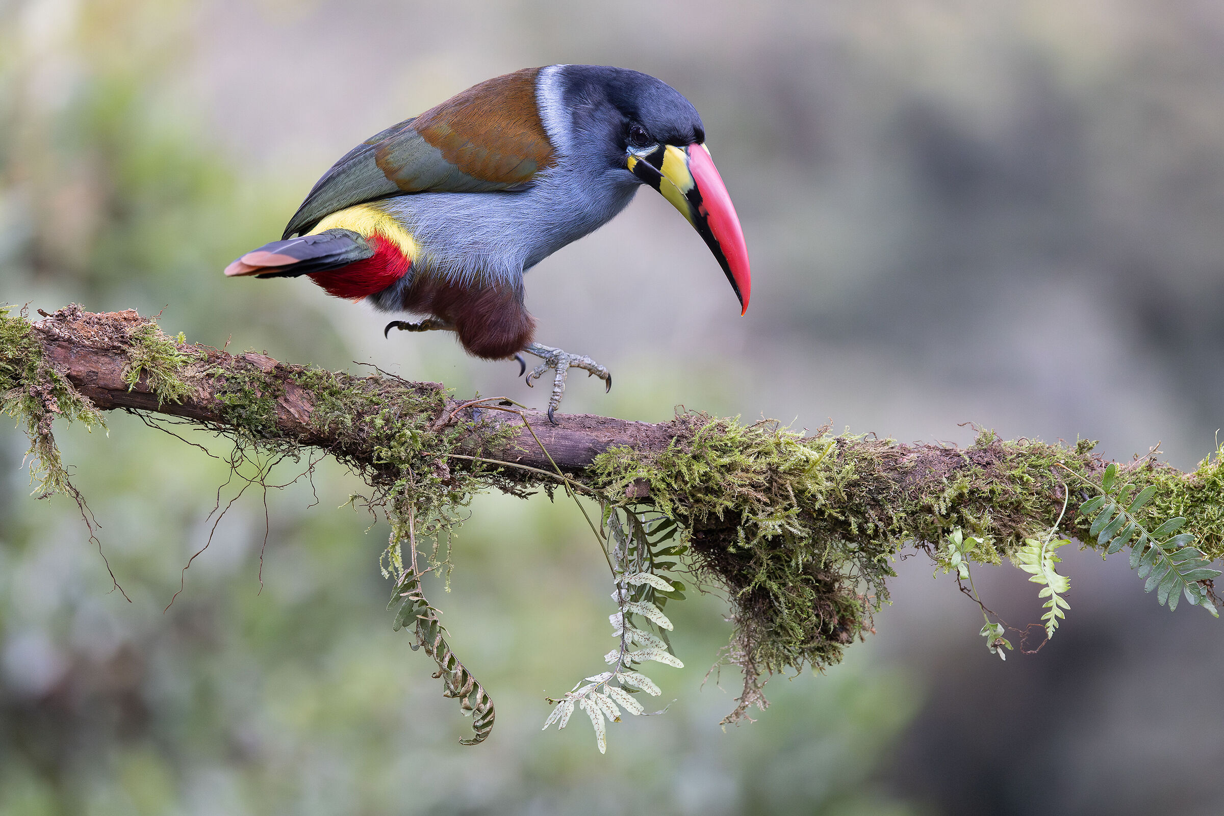Grey-breasted mountain toucan