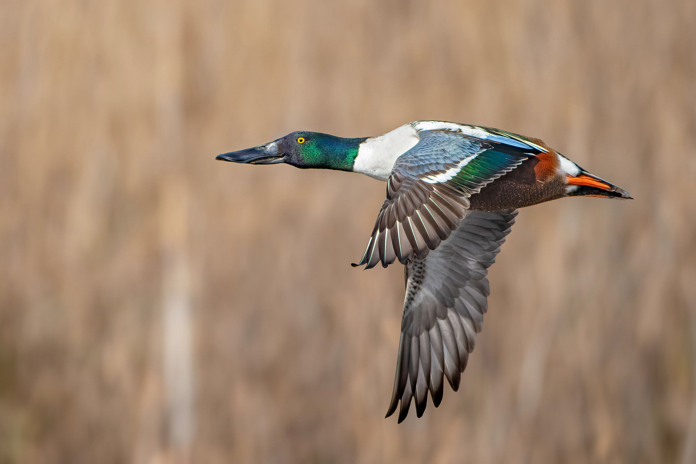 Shoveler