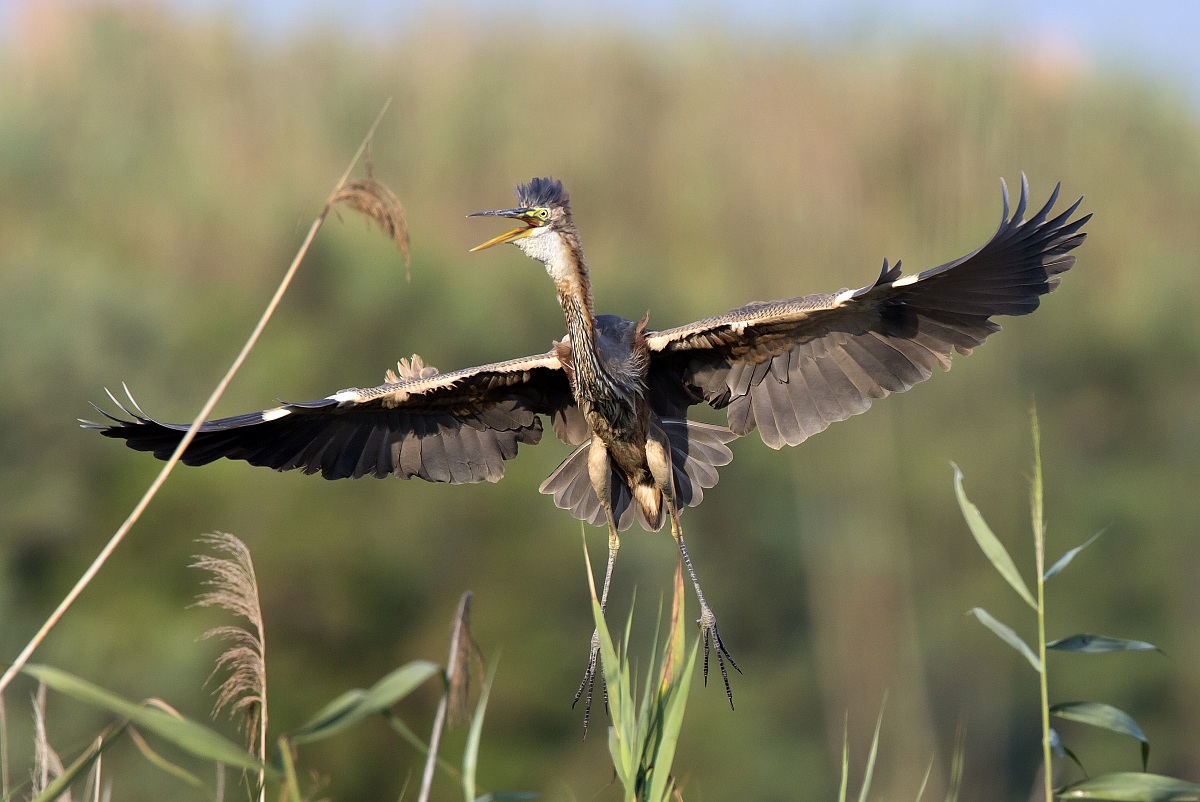 The red takes flight