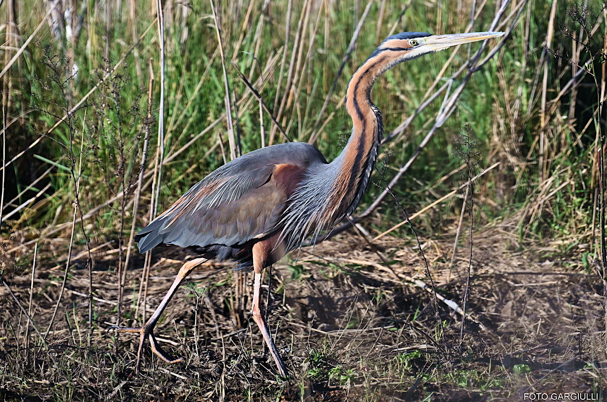 Purple Heron