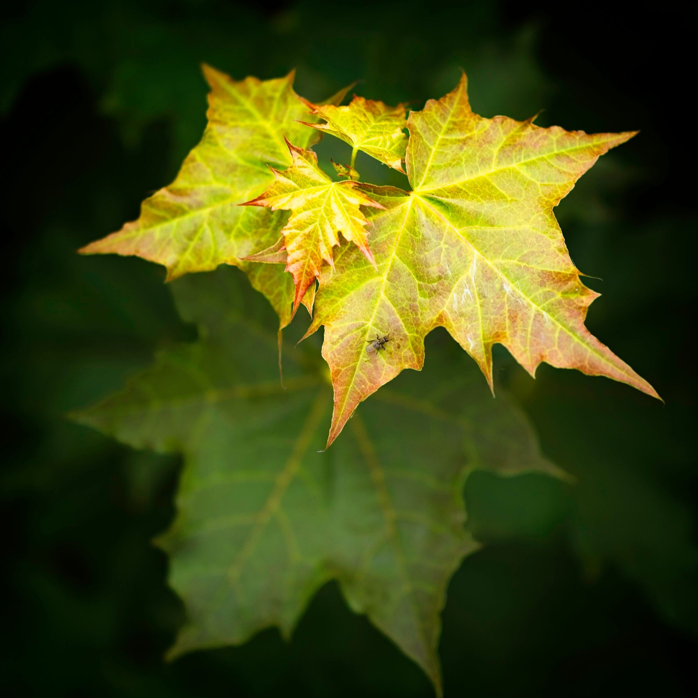 Acer