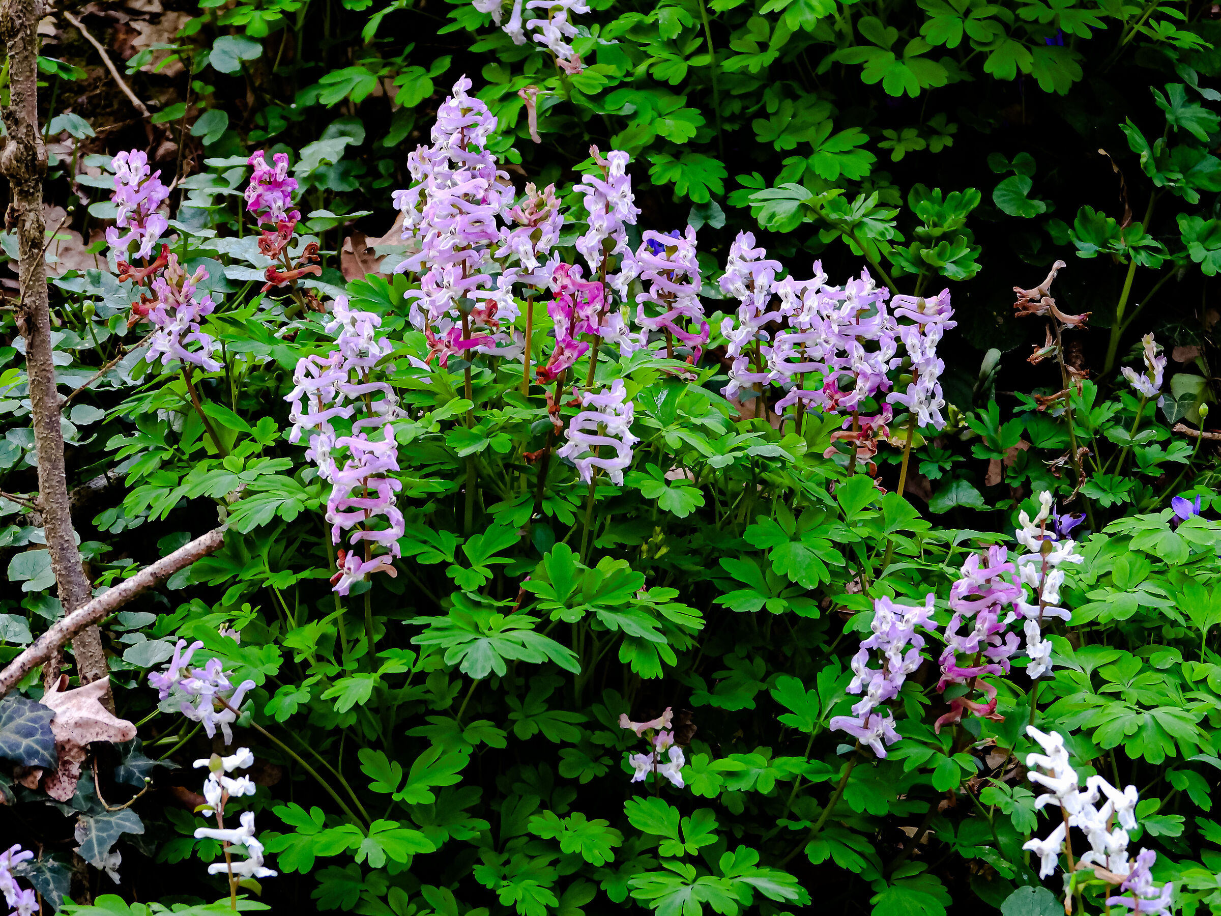 Senza Titolo
