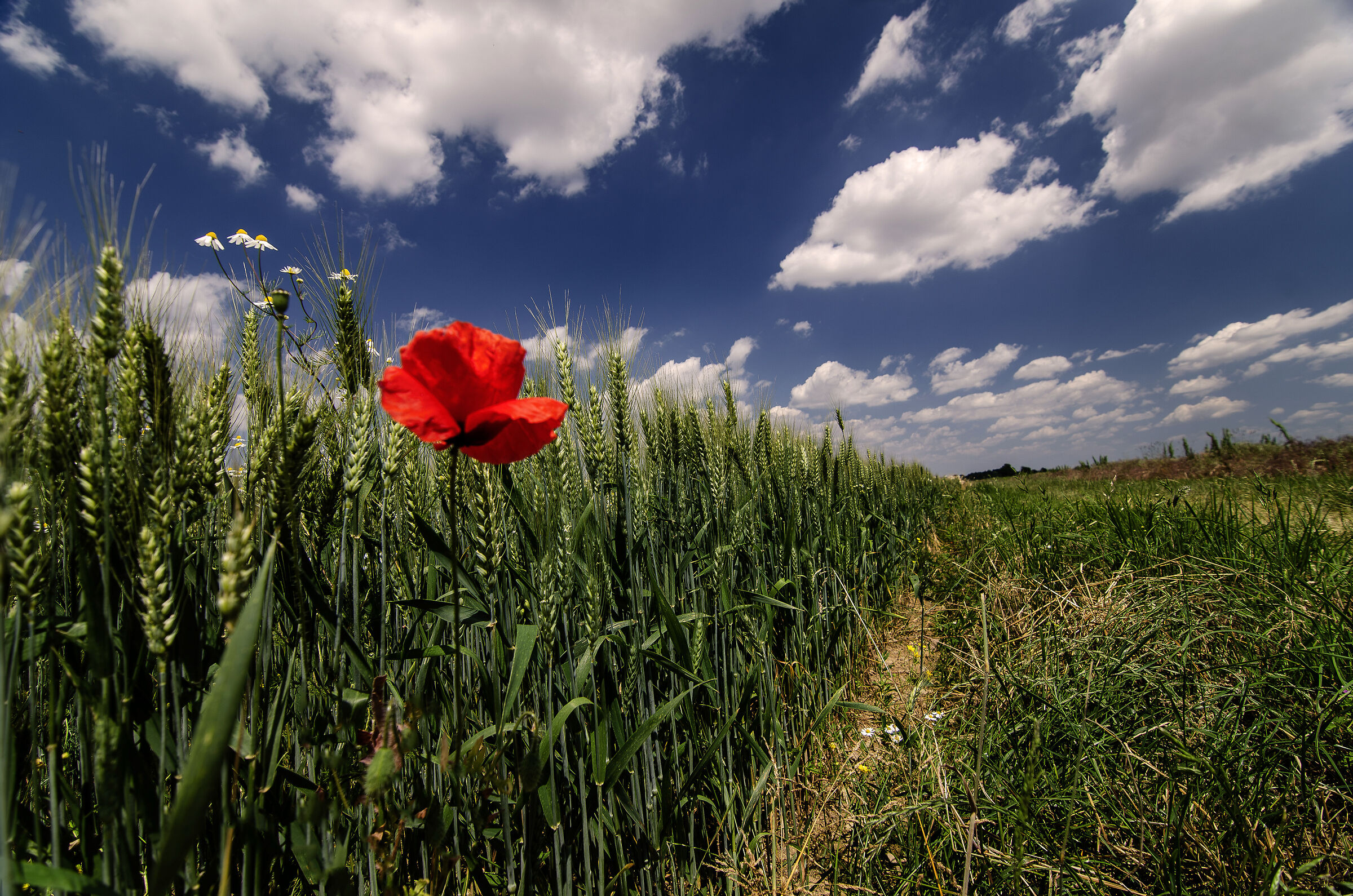 Wheatfield