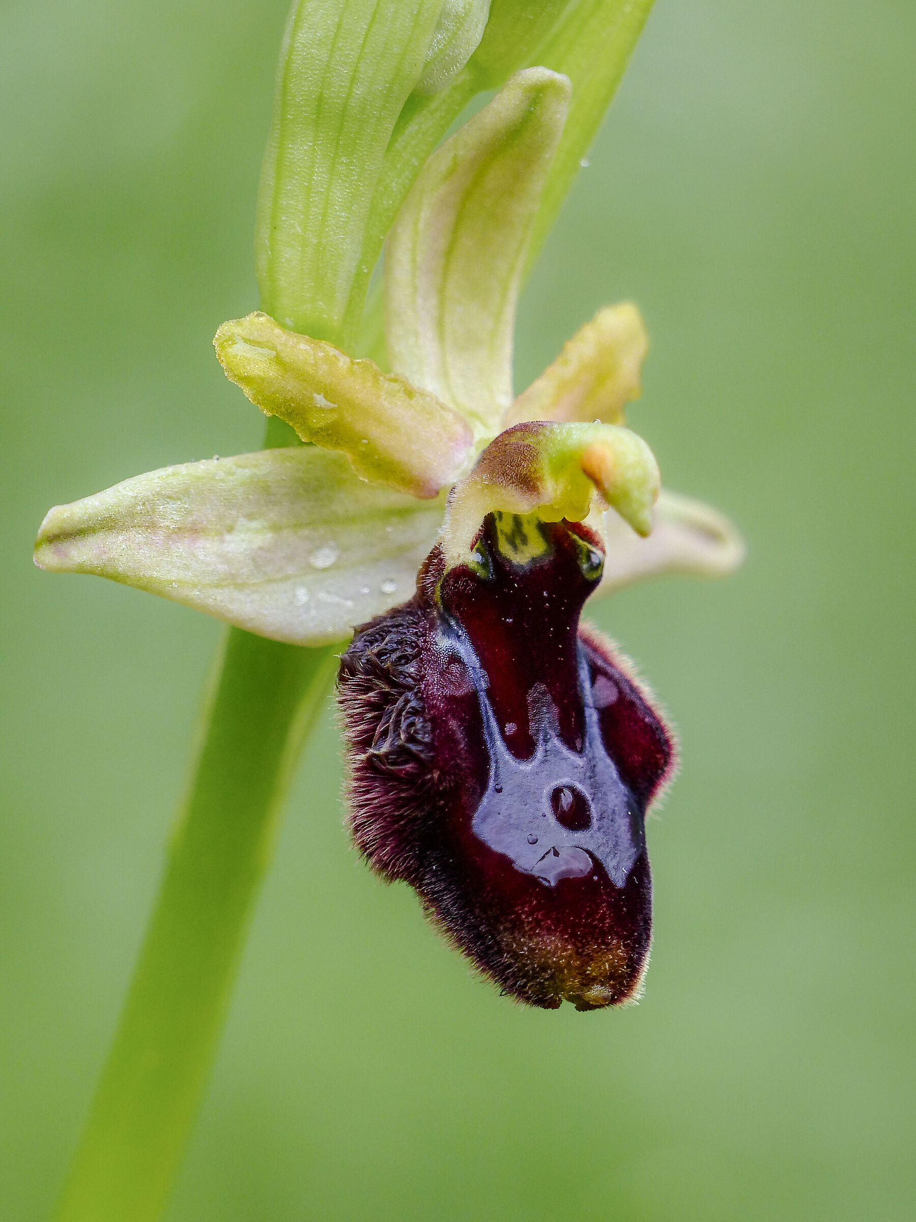 Ibrido Ophrys Speghodes x Bertolonii