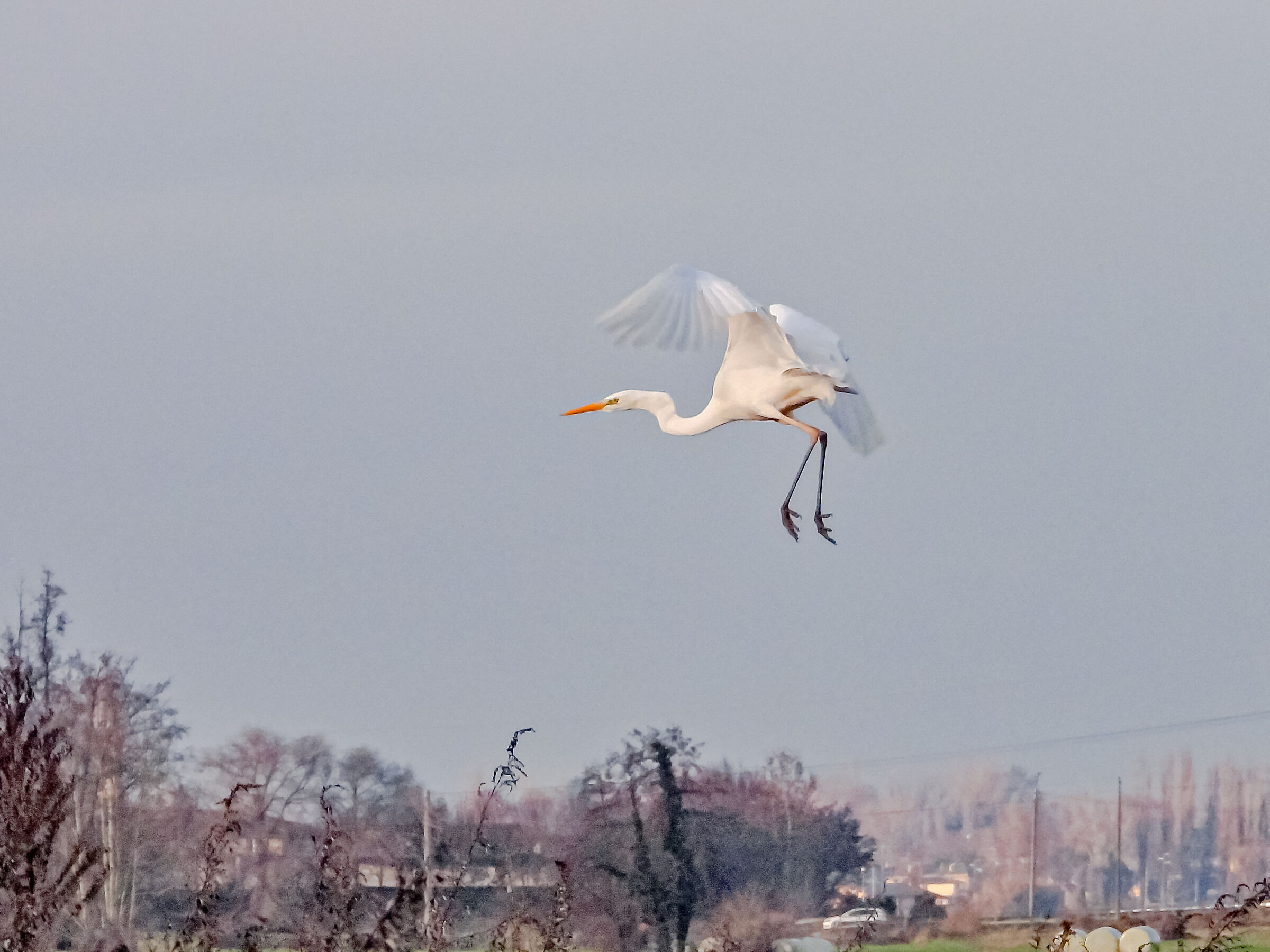 Airone bianco