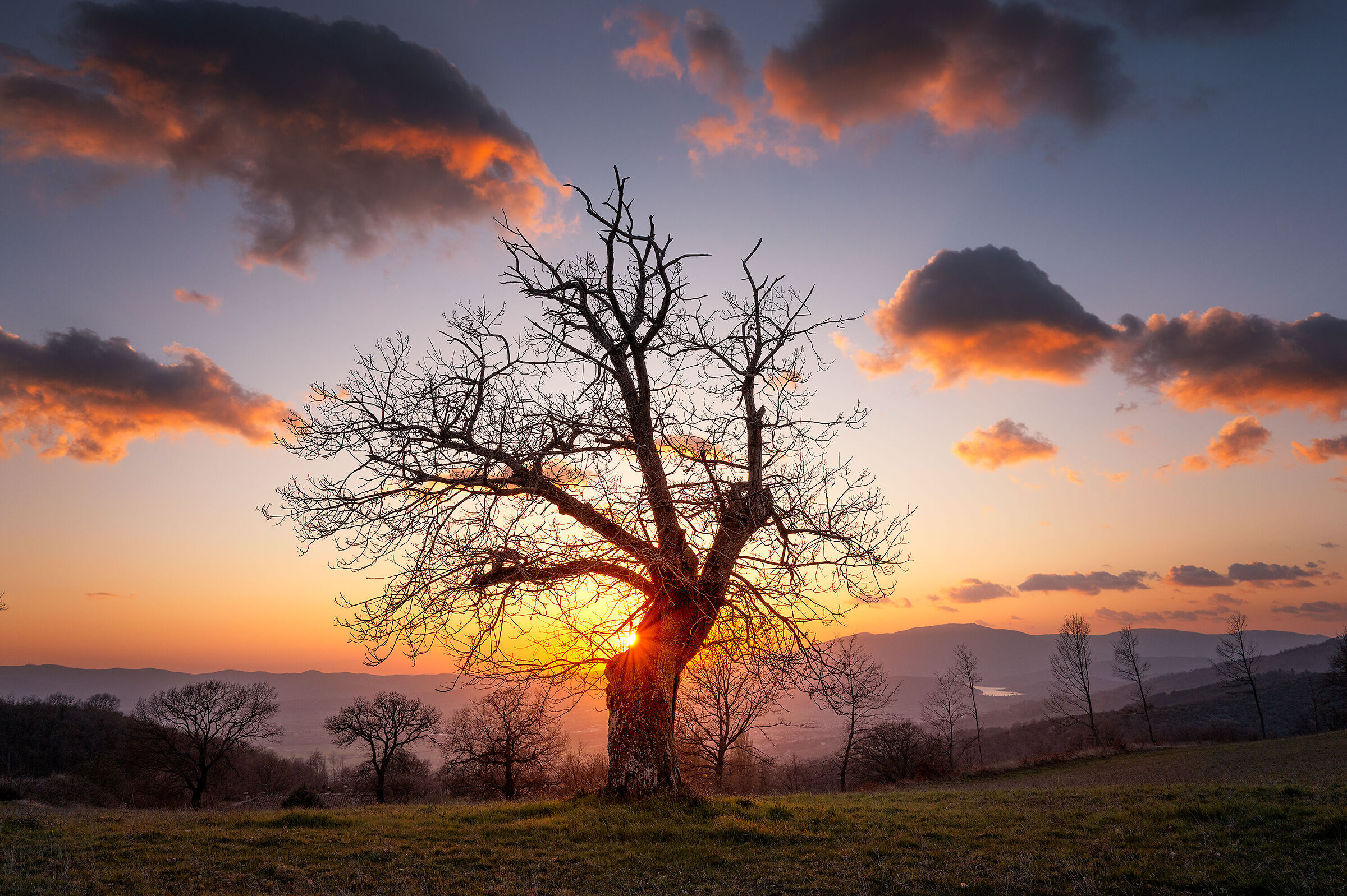 The old chestnut tree