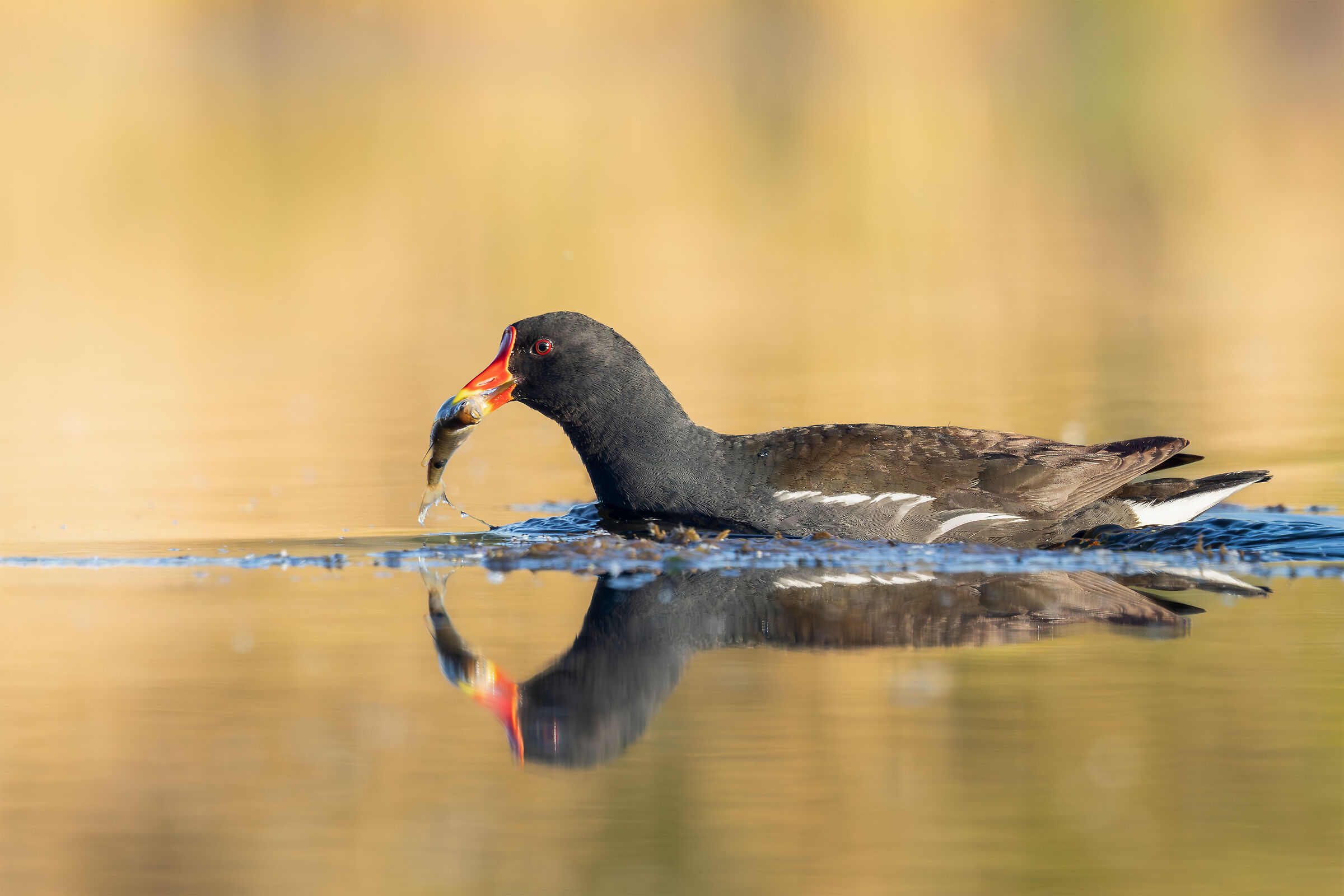 Gallina d'acqua
