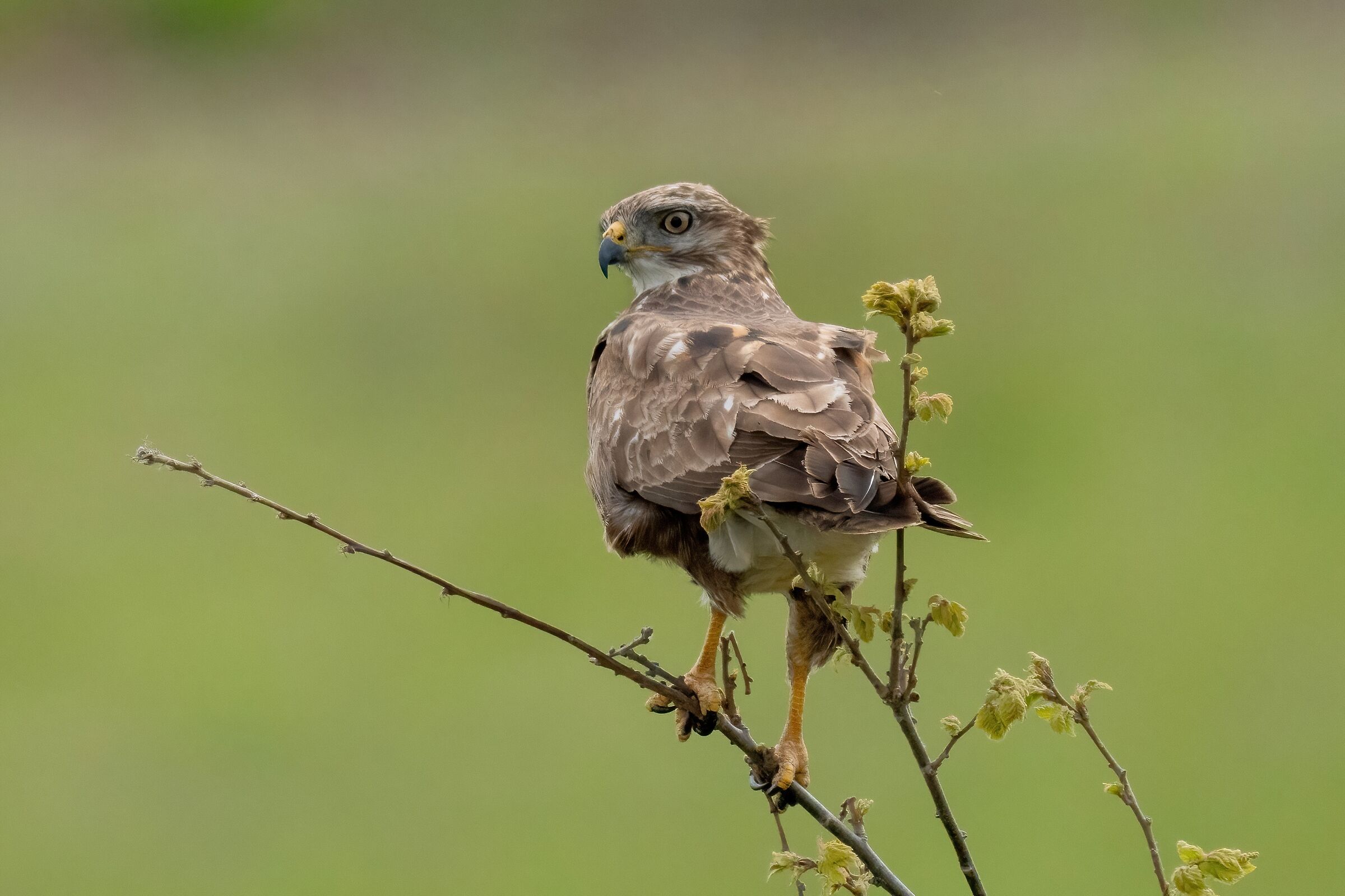 Poiana (Buteo buteo)