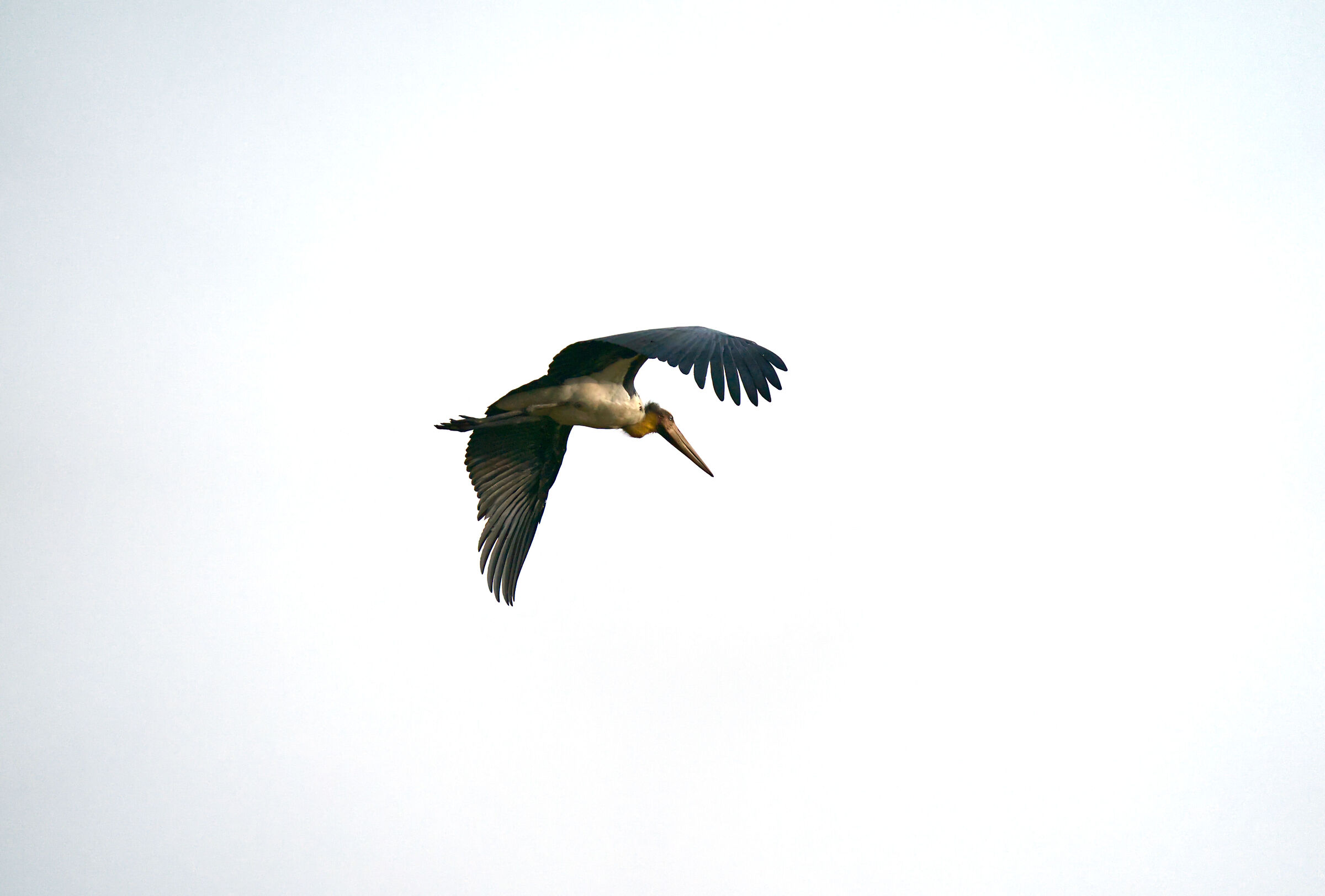 Marabu Minor - India