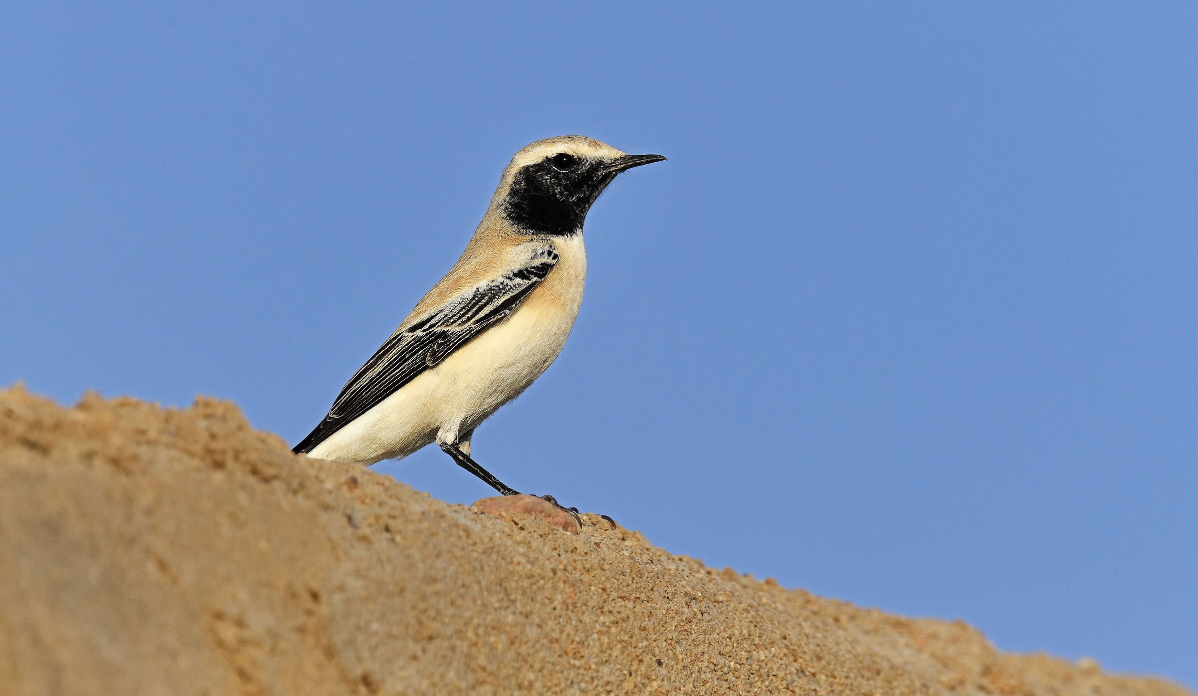 Desert wheatear O. deserts