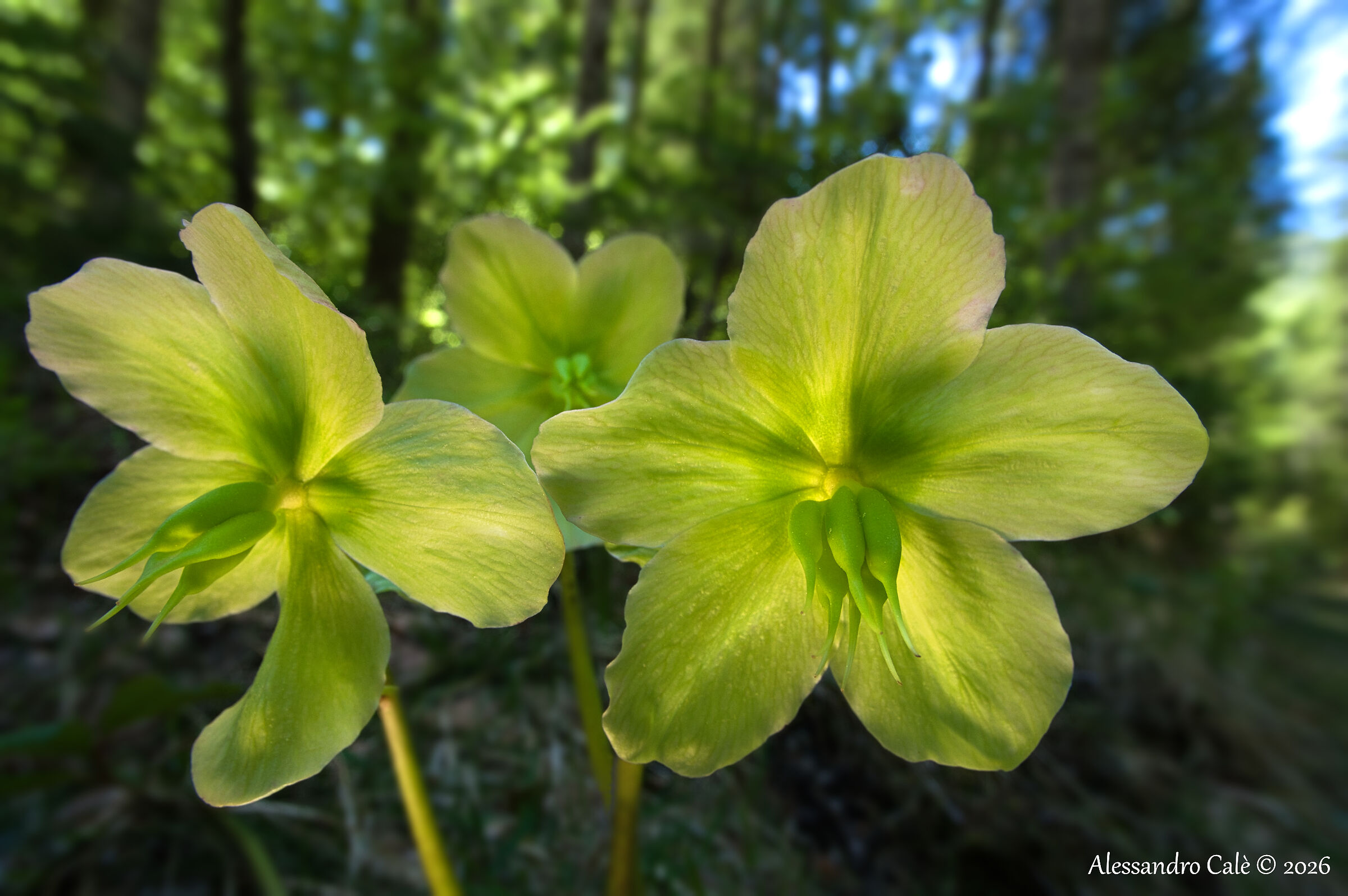 Helleborus viridis (Elleboro verde) 6690