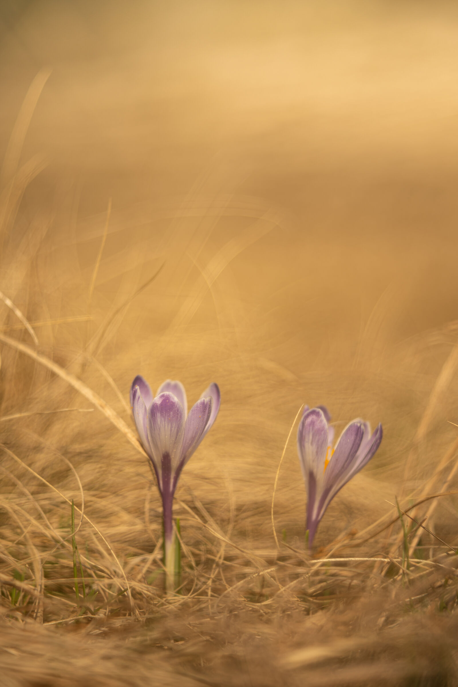Crocus al tramonto