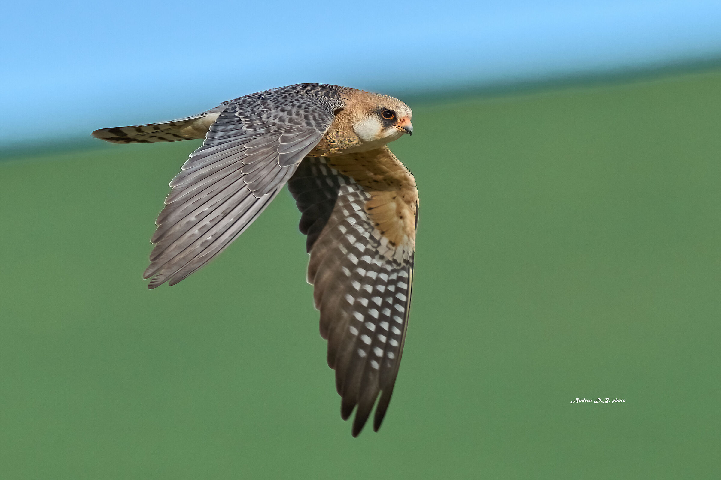 Falco cuculo (f)