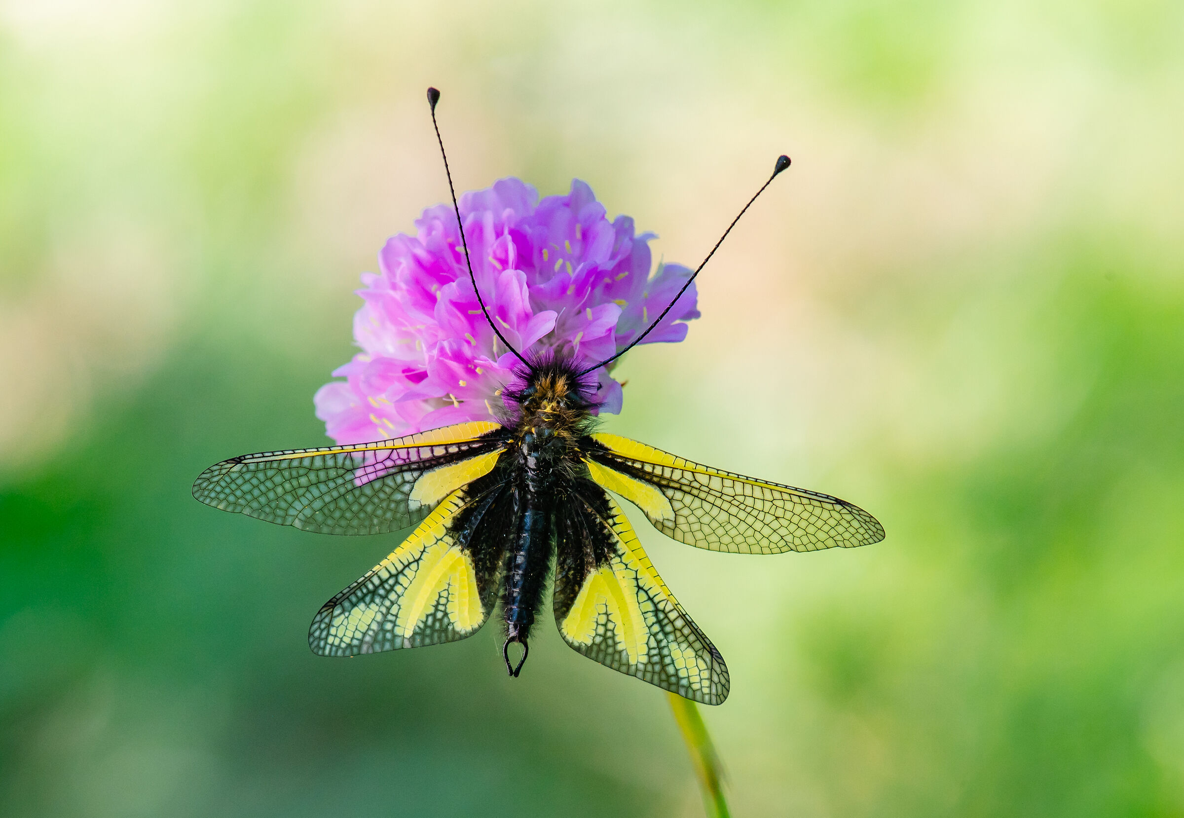 Libelloides coccajus