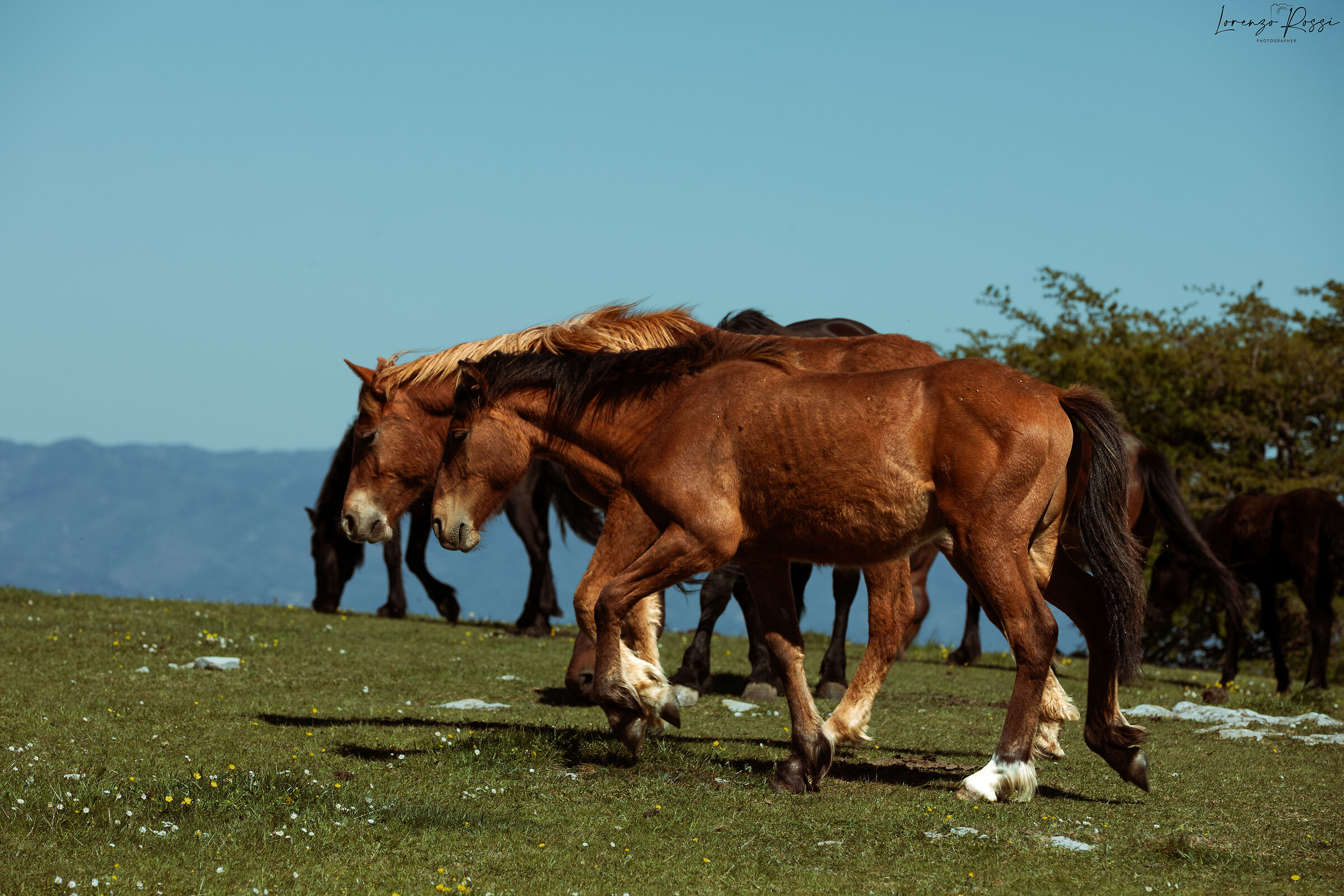 Two horses