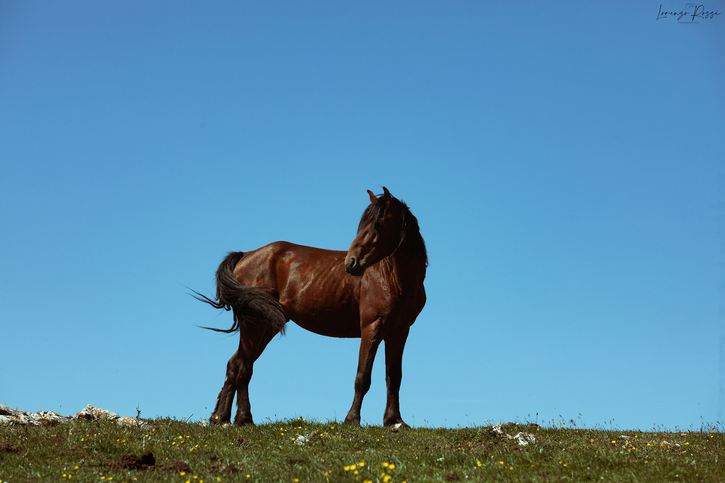 The horse