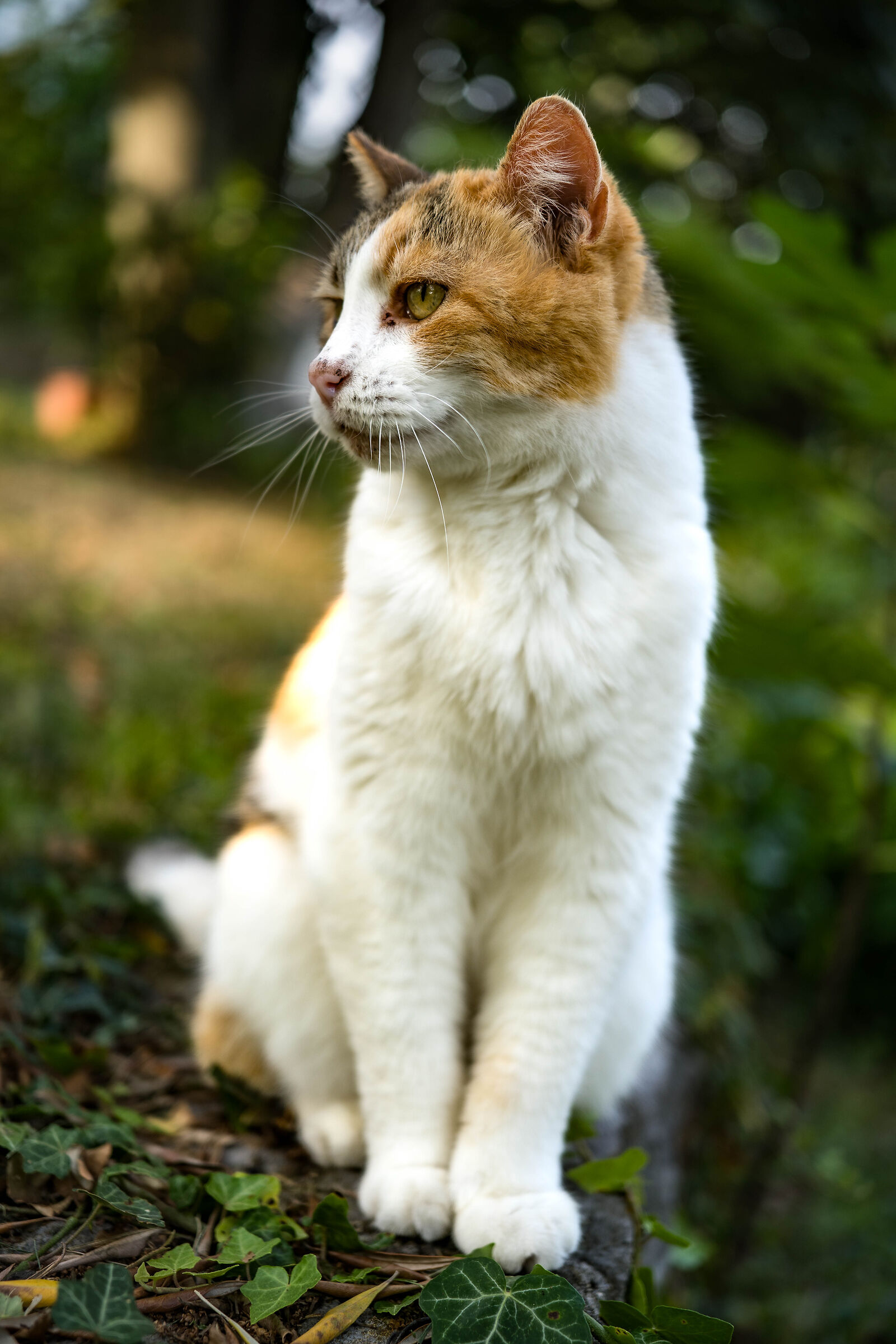 Cat