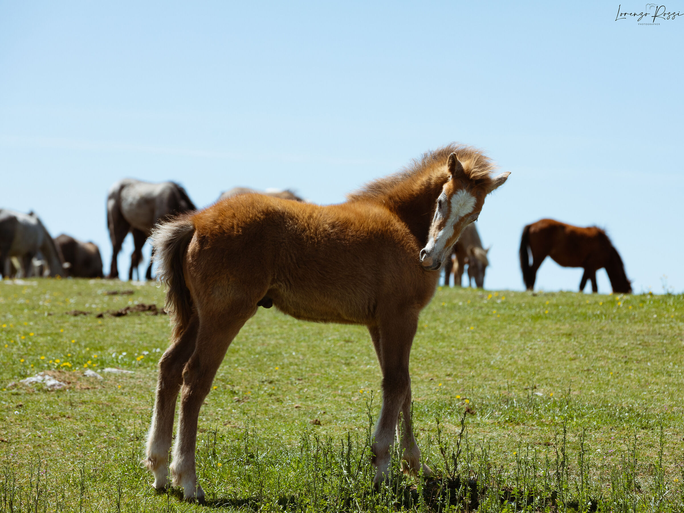 Little horse