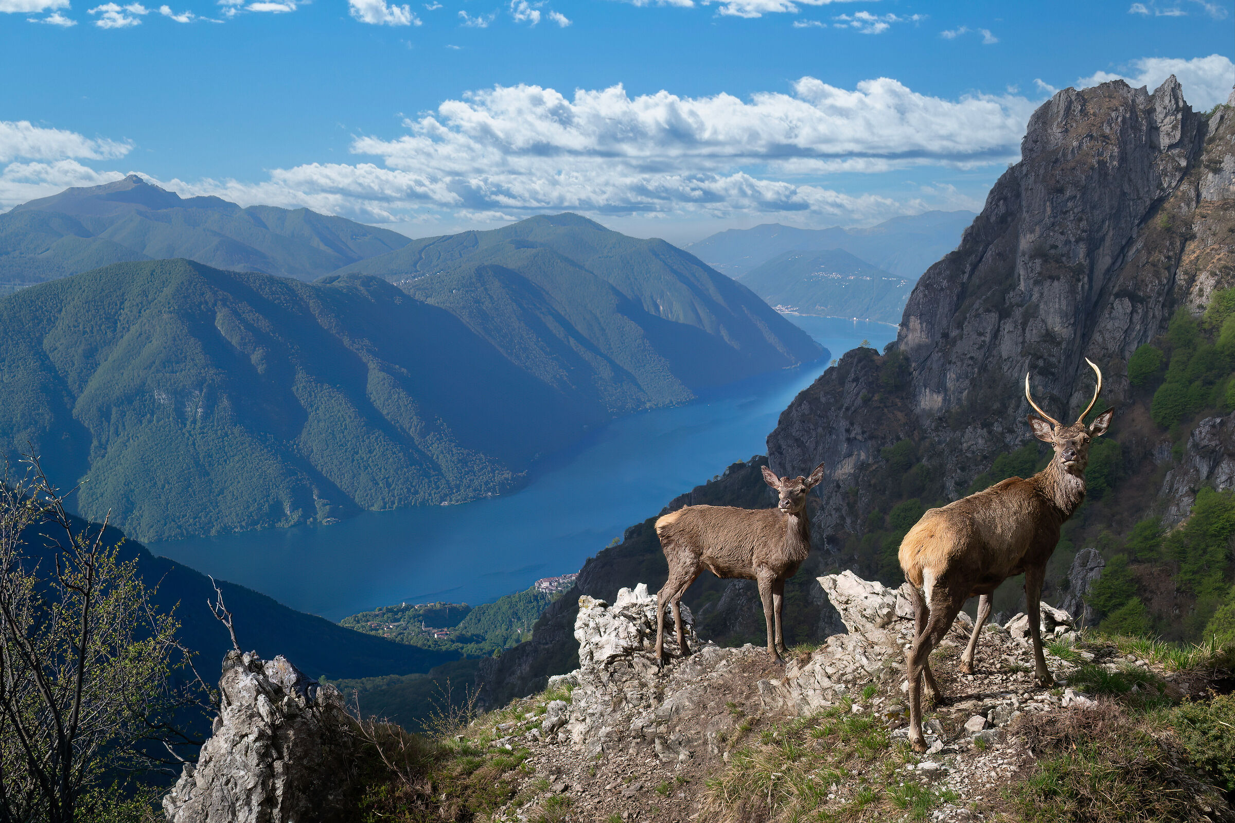 Young deer