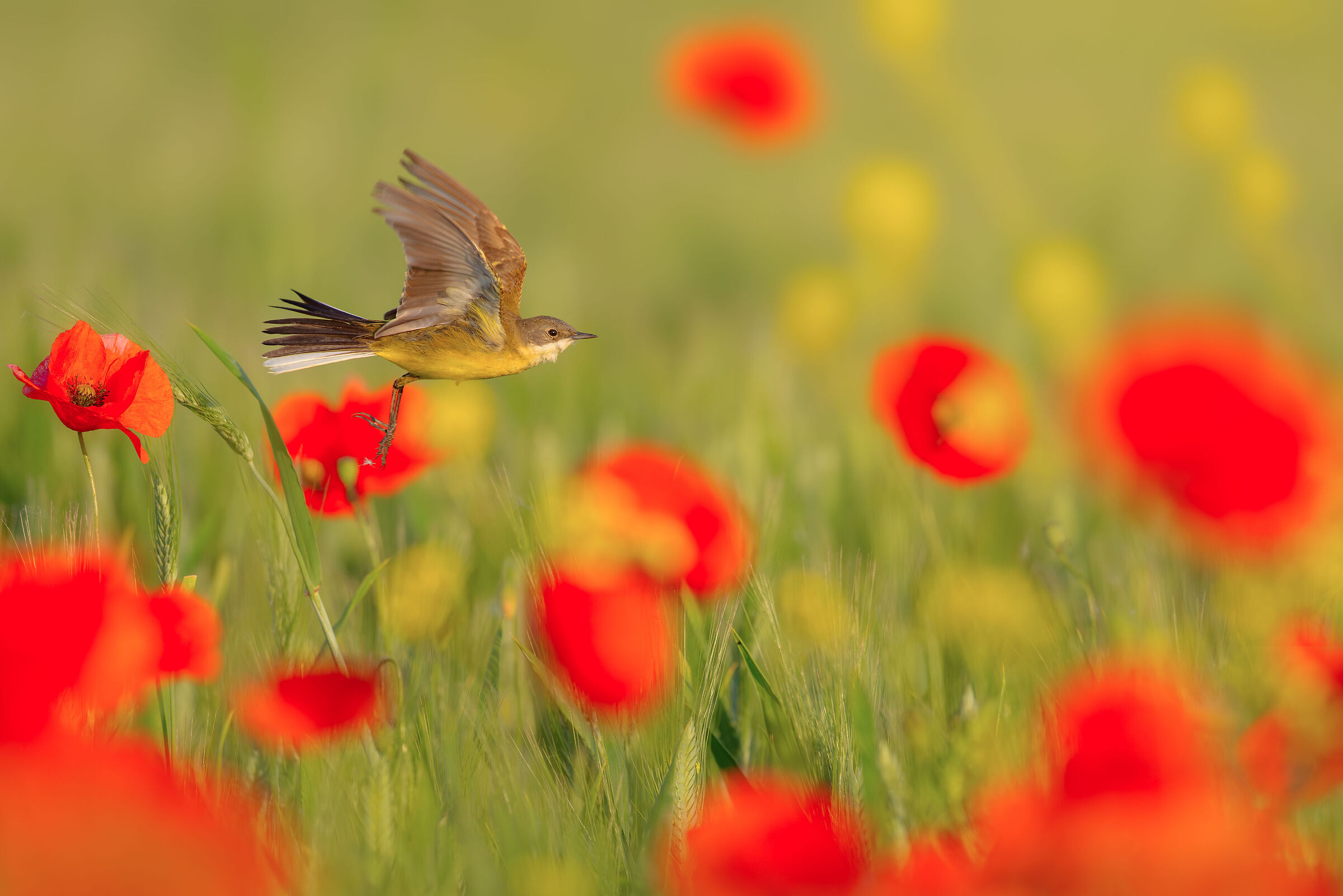 In volo fra i papaveri