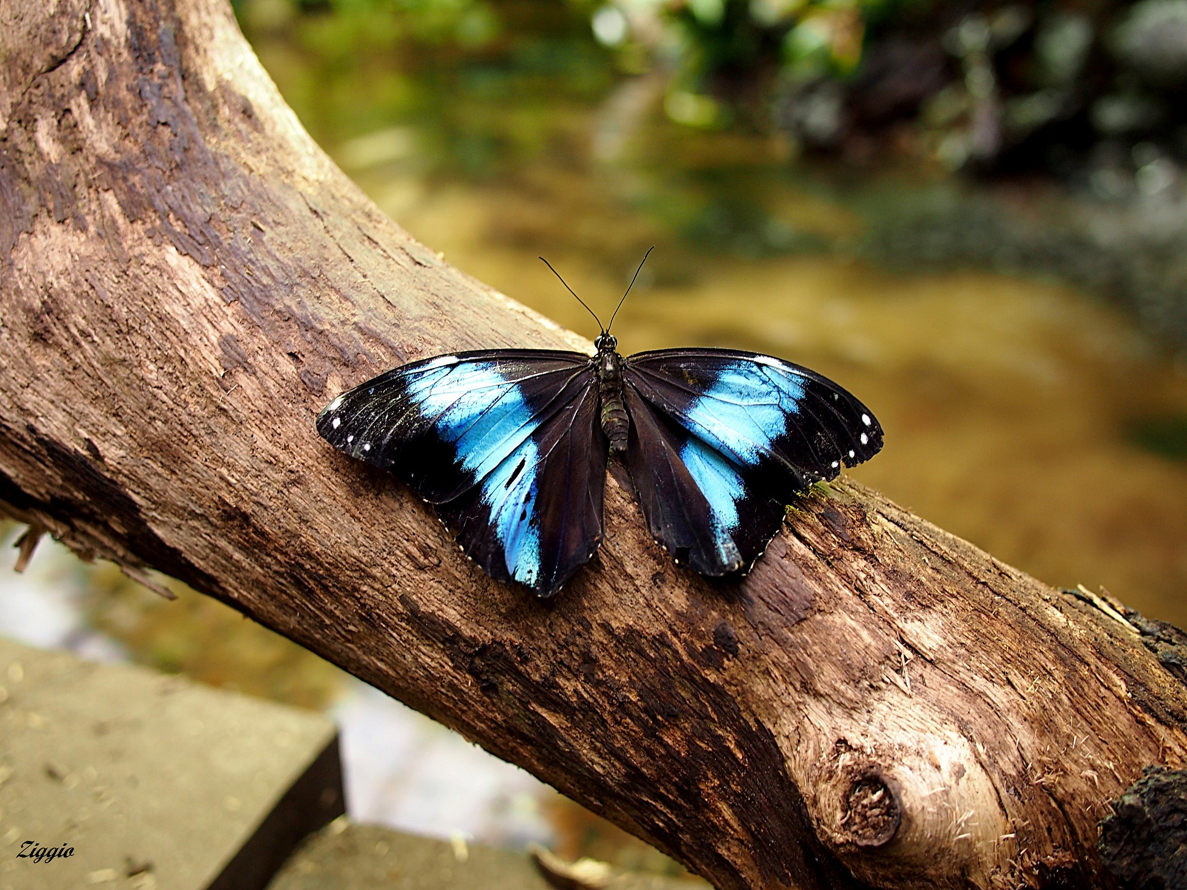 Butterflies house in Stockholm