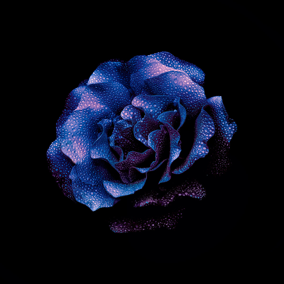 Blue Rose