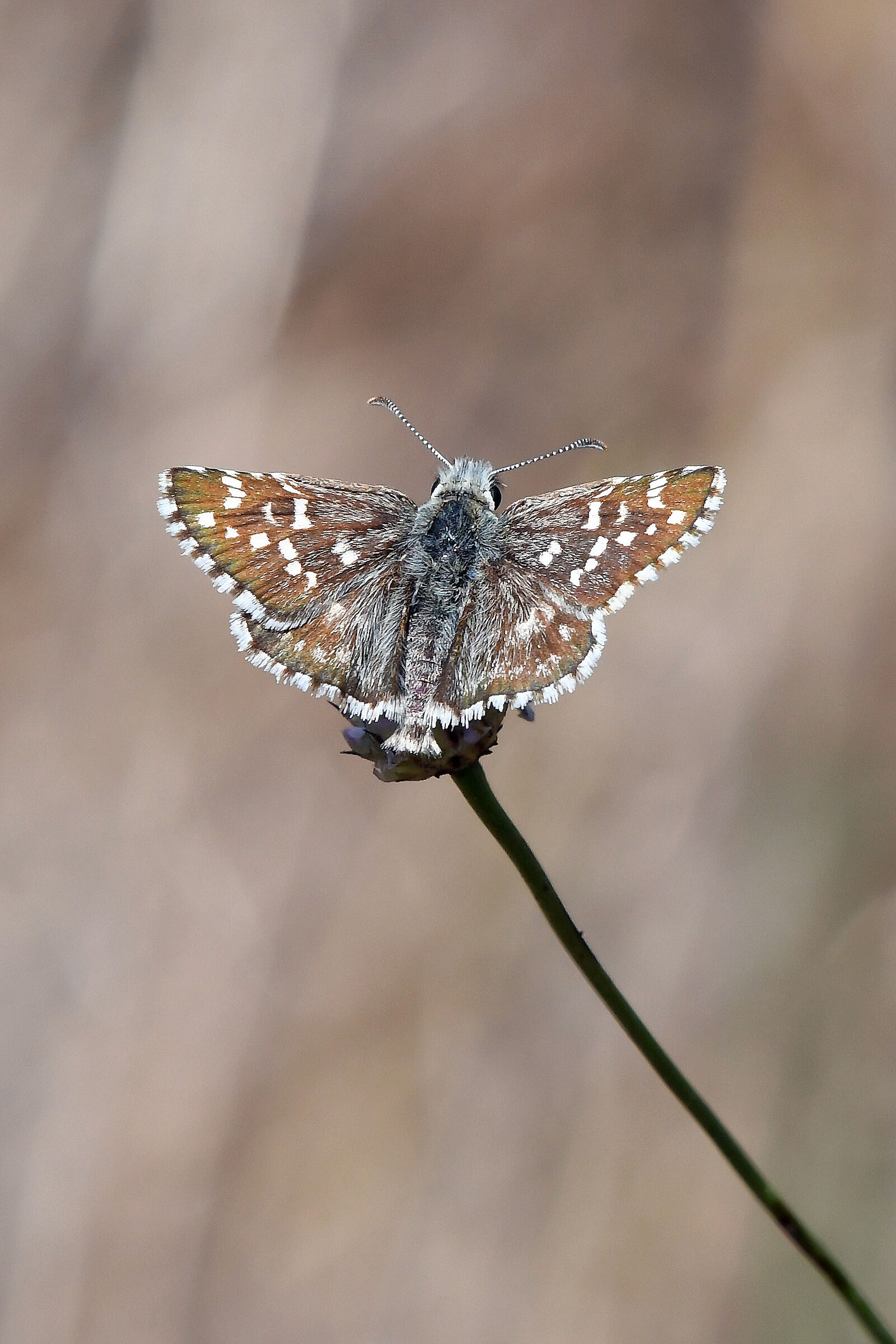 Mallow hesperia (Pyrgus malvoides)