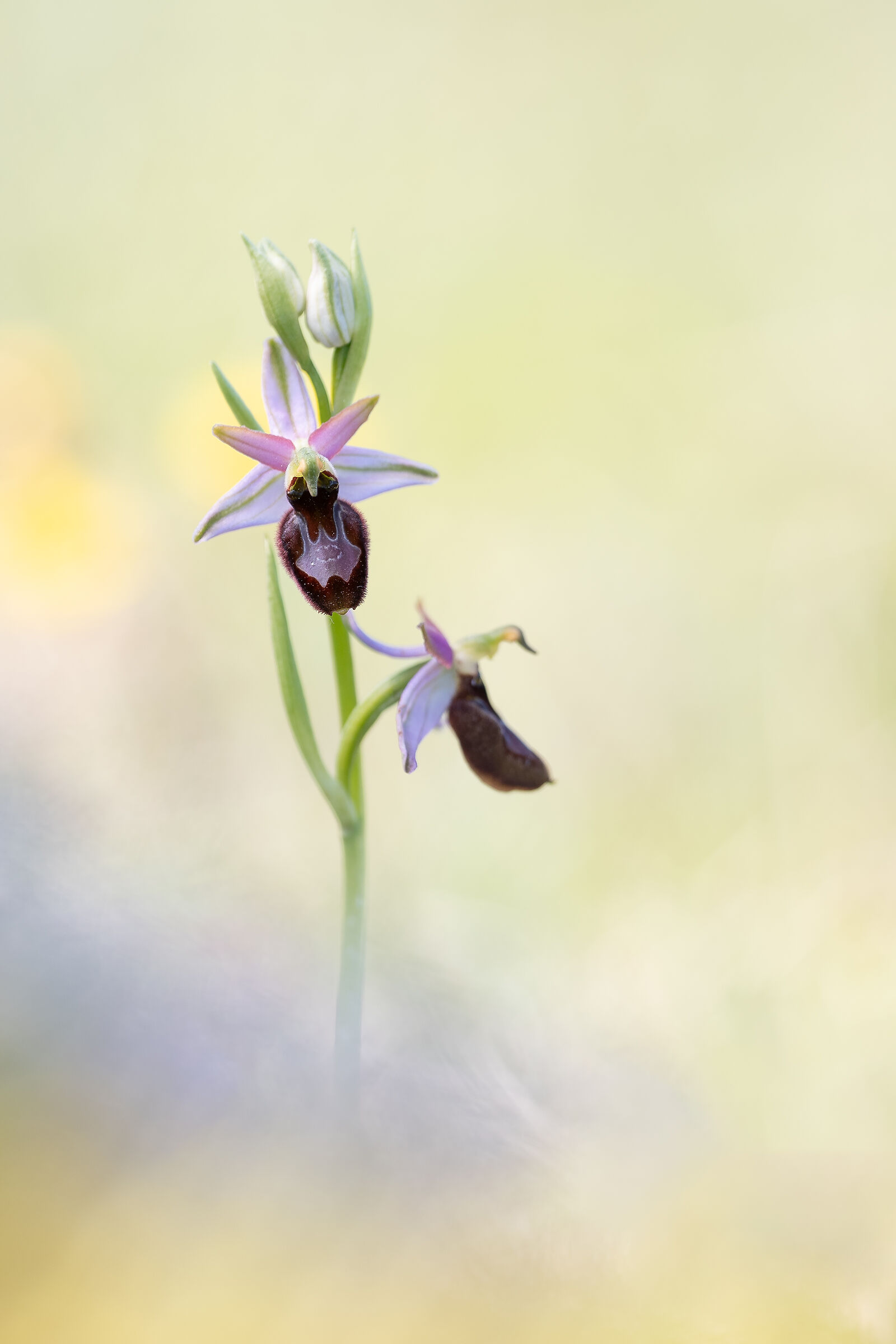 Ophrys x Sandrana
