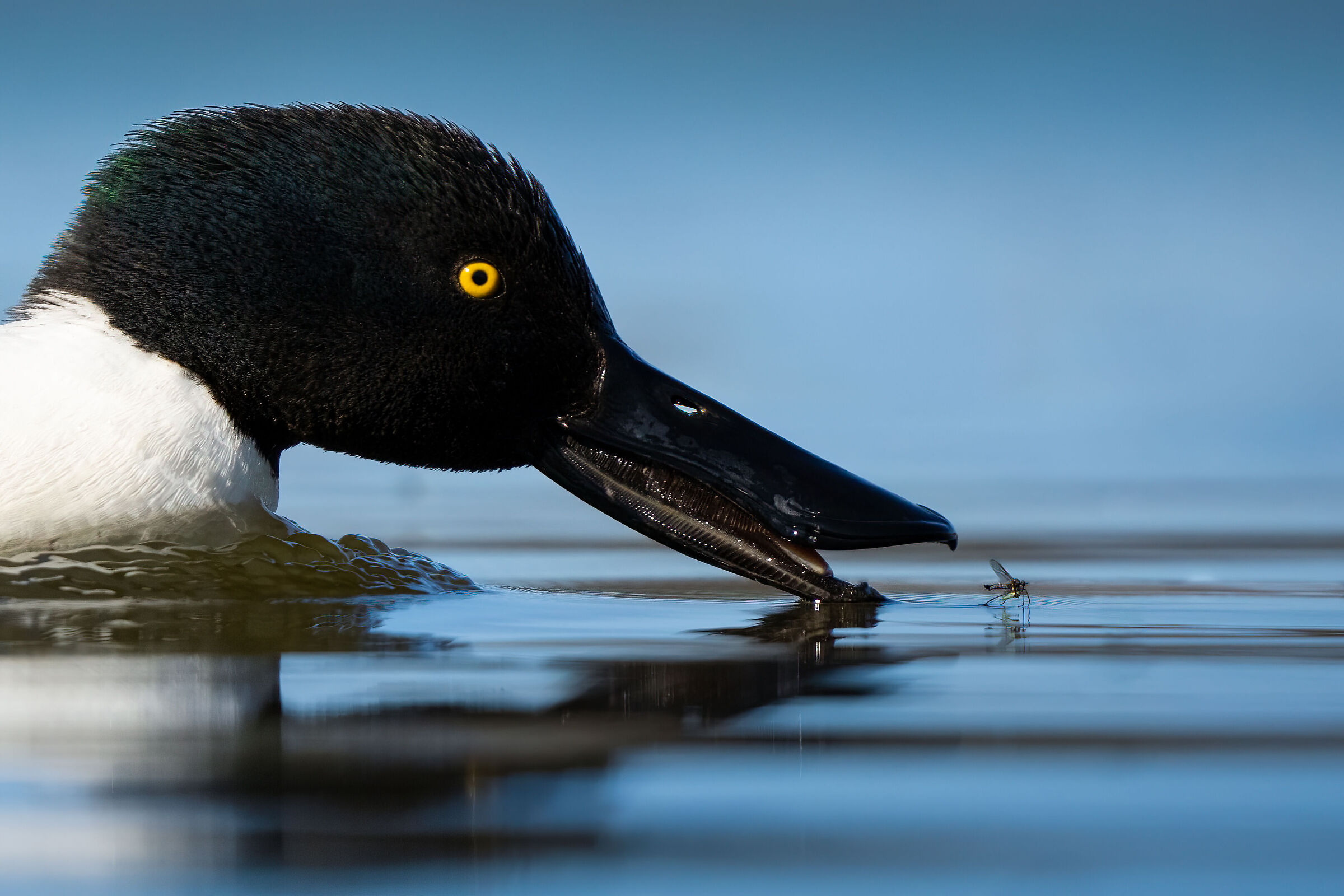 Shoveler (Spatula clypeata)
