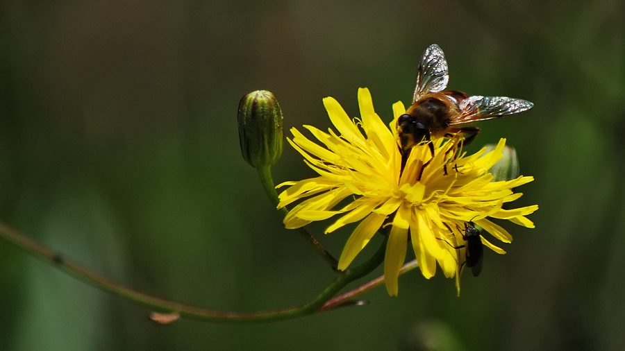 Bee on flower